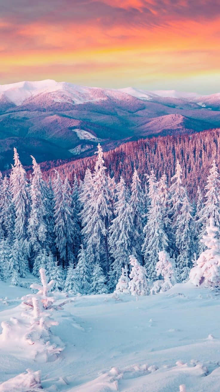 日落時分冬季森林中積雪的松樹，背景是山脈。