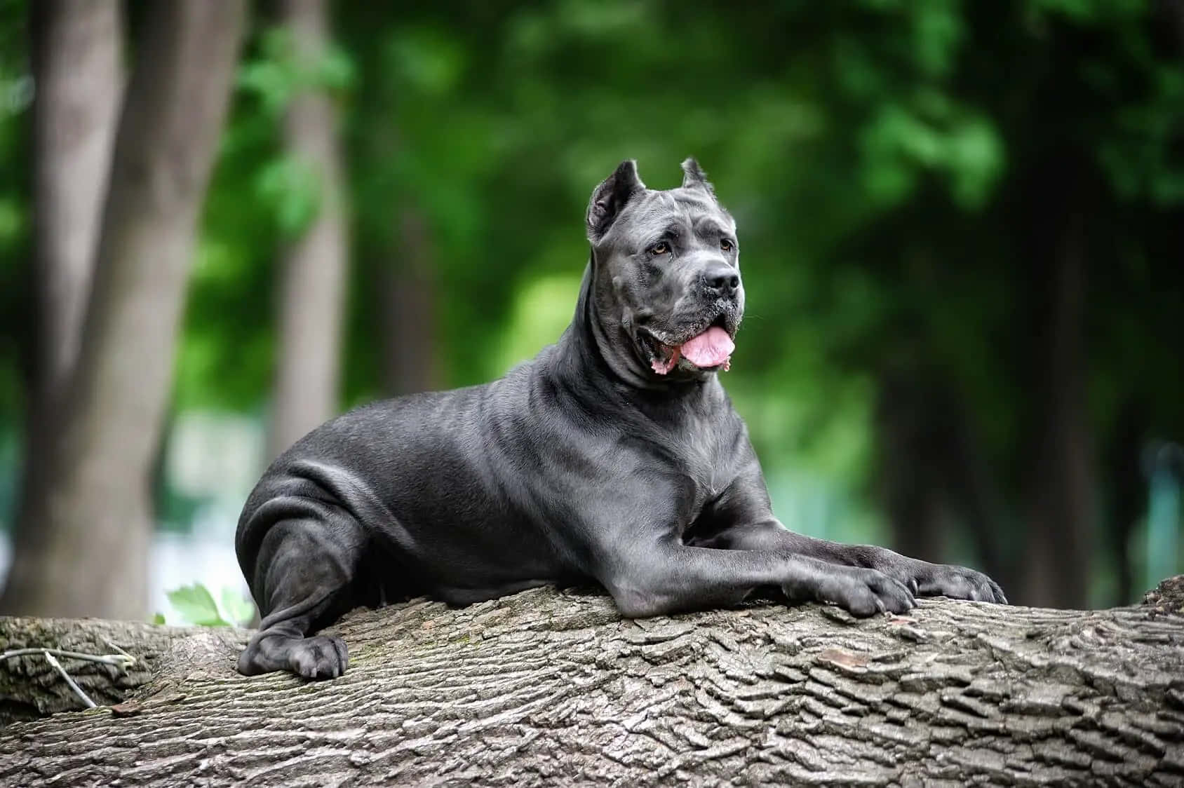 黑色卡斯羅犬在森林的樹幹上休息。