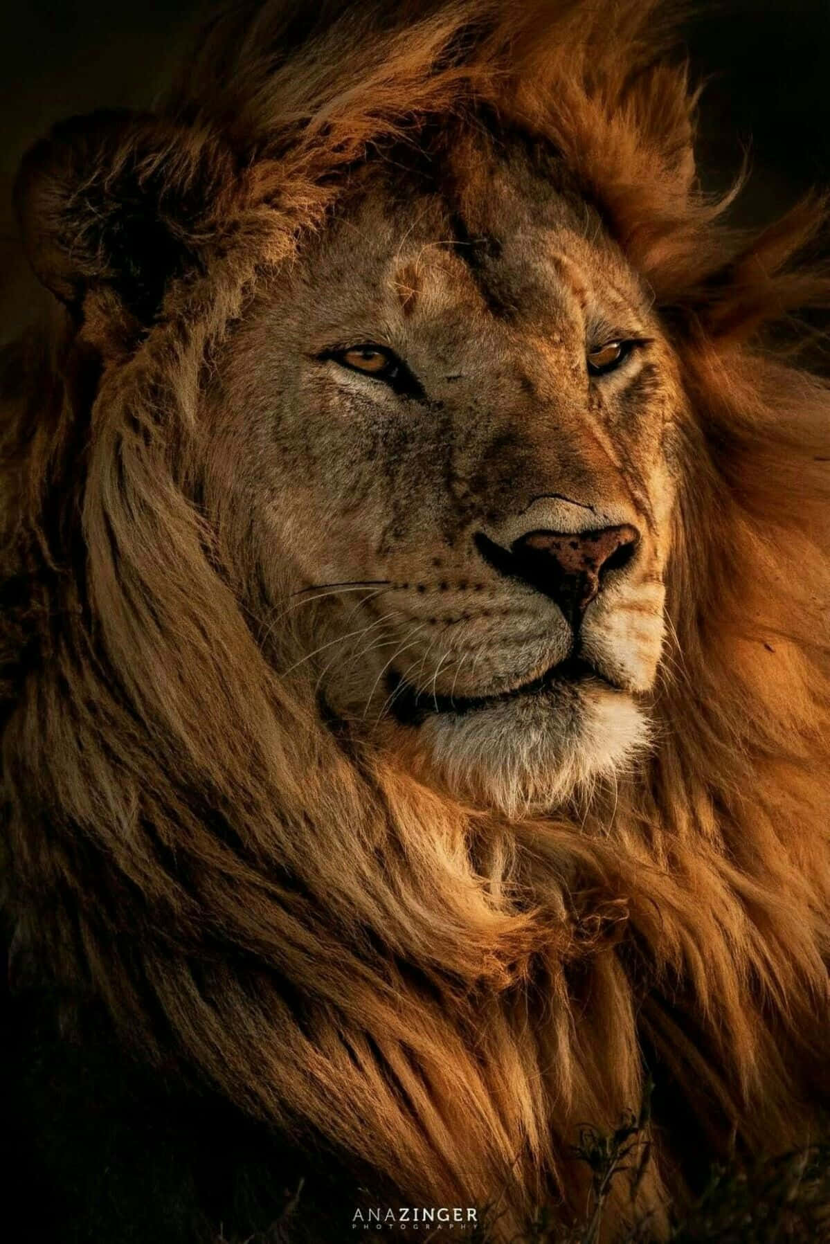 威嚴的猶大之獅 壁紙 — 一頭雄偉的雄獅，擁有濃密的金色鬃毛，在溫暖的金色光線中凝視著黑暗的背景。