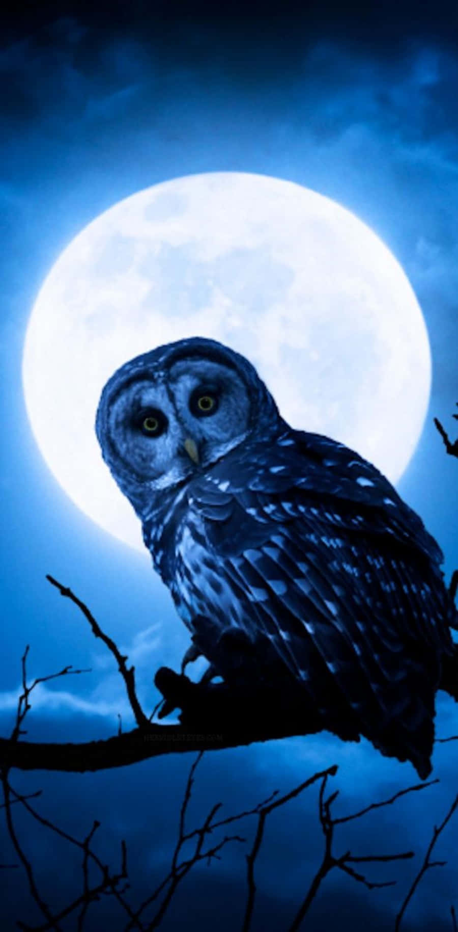 威嚴的藍色貓頭鷹凝望夜空 壁紙 — 一隻橫斑林鴞棲息在光禿禿的樹枝上，背景是深藍色夜空中閃耀的滿月。