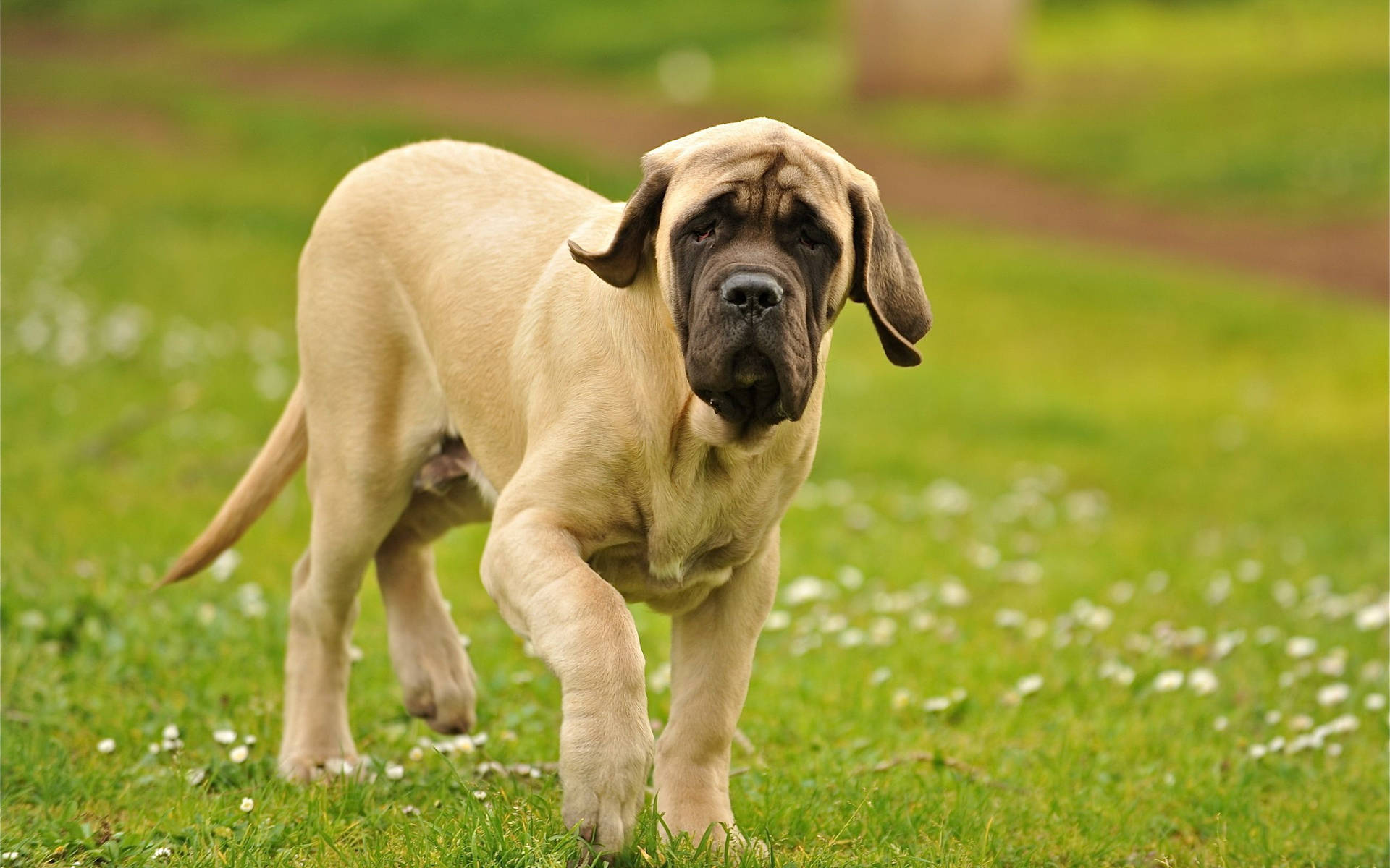 一隻淺黃色獒犬幼犬在草地上行走，旁邊有白色花朵。