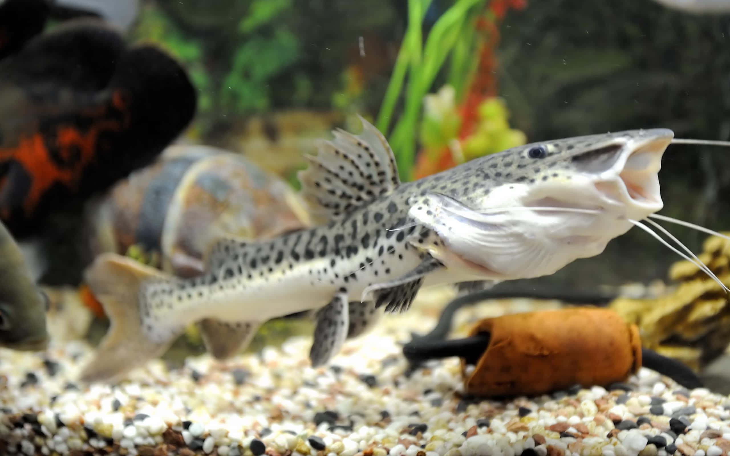 威嚴的鯰魚潛游水下 壁紙 — 一條有斑點的鯰魚張開嘴和鬍鬚，在鋪有礫石、綠色植物和岩石的水族箱中游動。