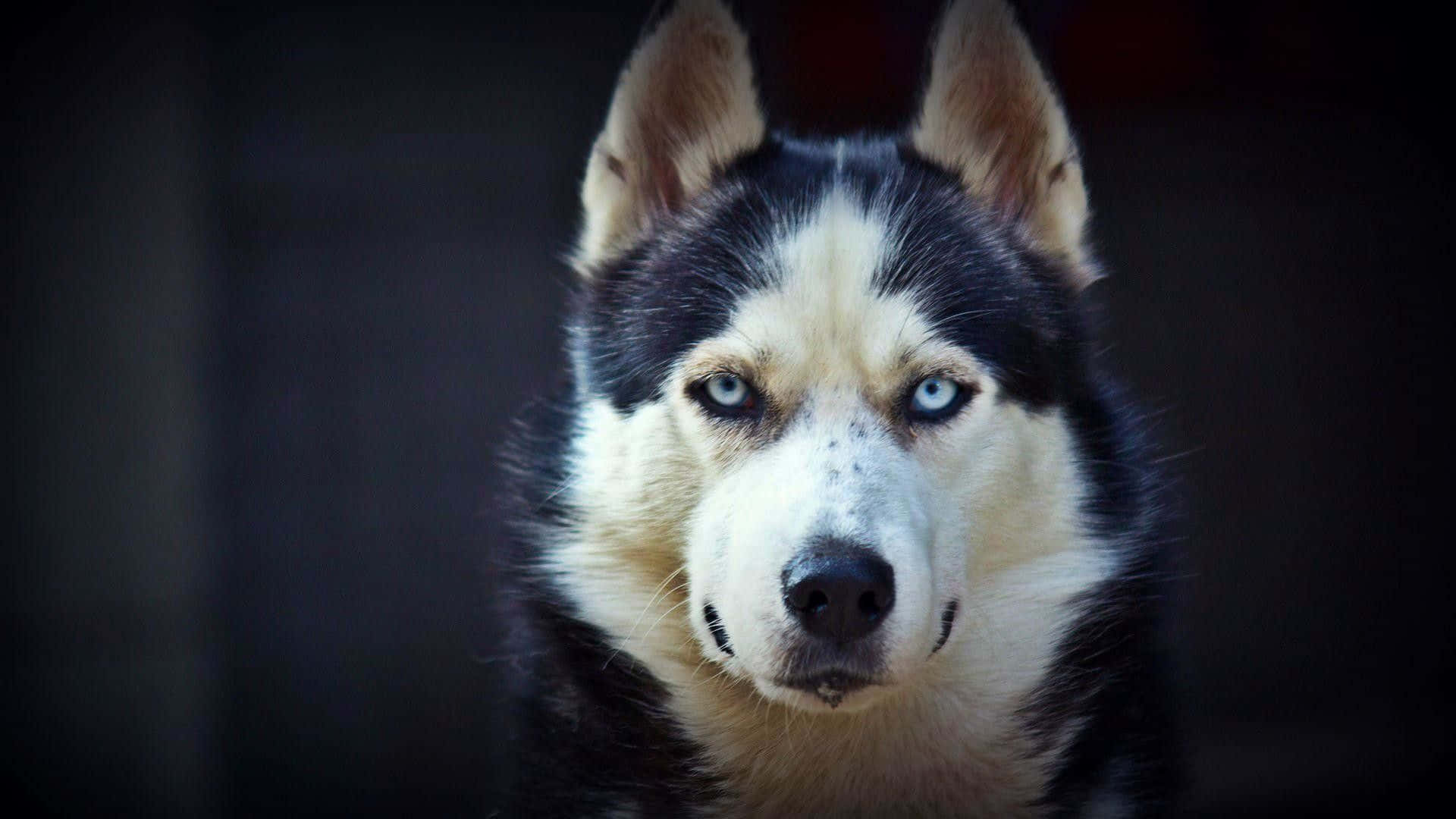 一隻擁有引人注目的藍色眼睛和黑白毛髮的西伯利亞雪橇犬，正專注地凝視著鏡頭。