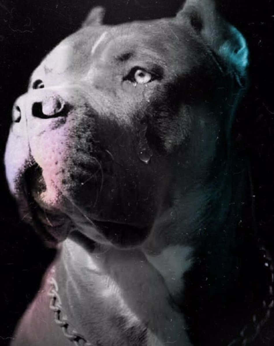 一隻鬥牛犬眼中含淚，戴著鏈條項圈，站在黑暗背景前。