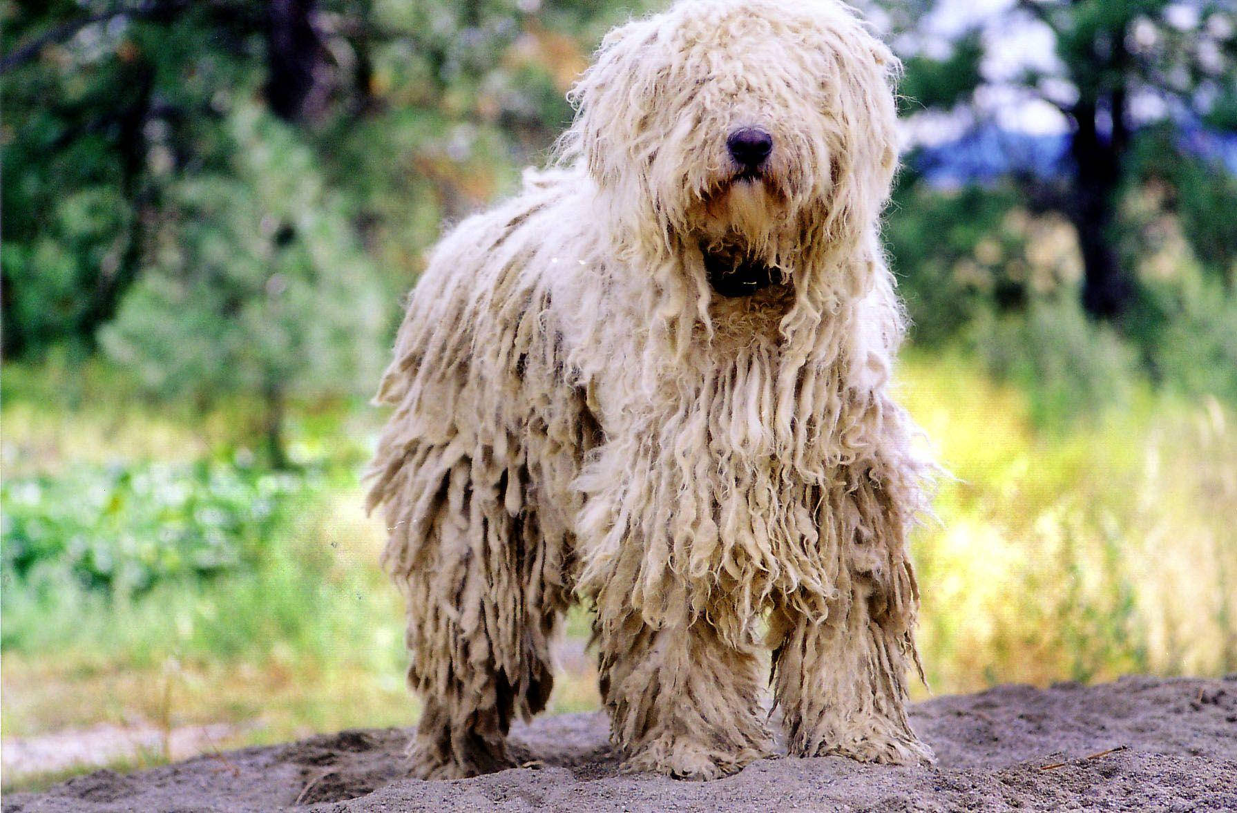 威武牧羊犬戶外風采 壁紙 — 一隻擁有濃密白色繩狀毛髮的可蒙犬，警覺地站在陽光普照的草地上的一個土丘上，背景是模糊的樹木。