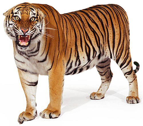 威武雄獅站立圖 壁紙
