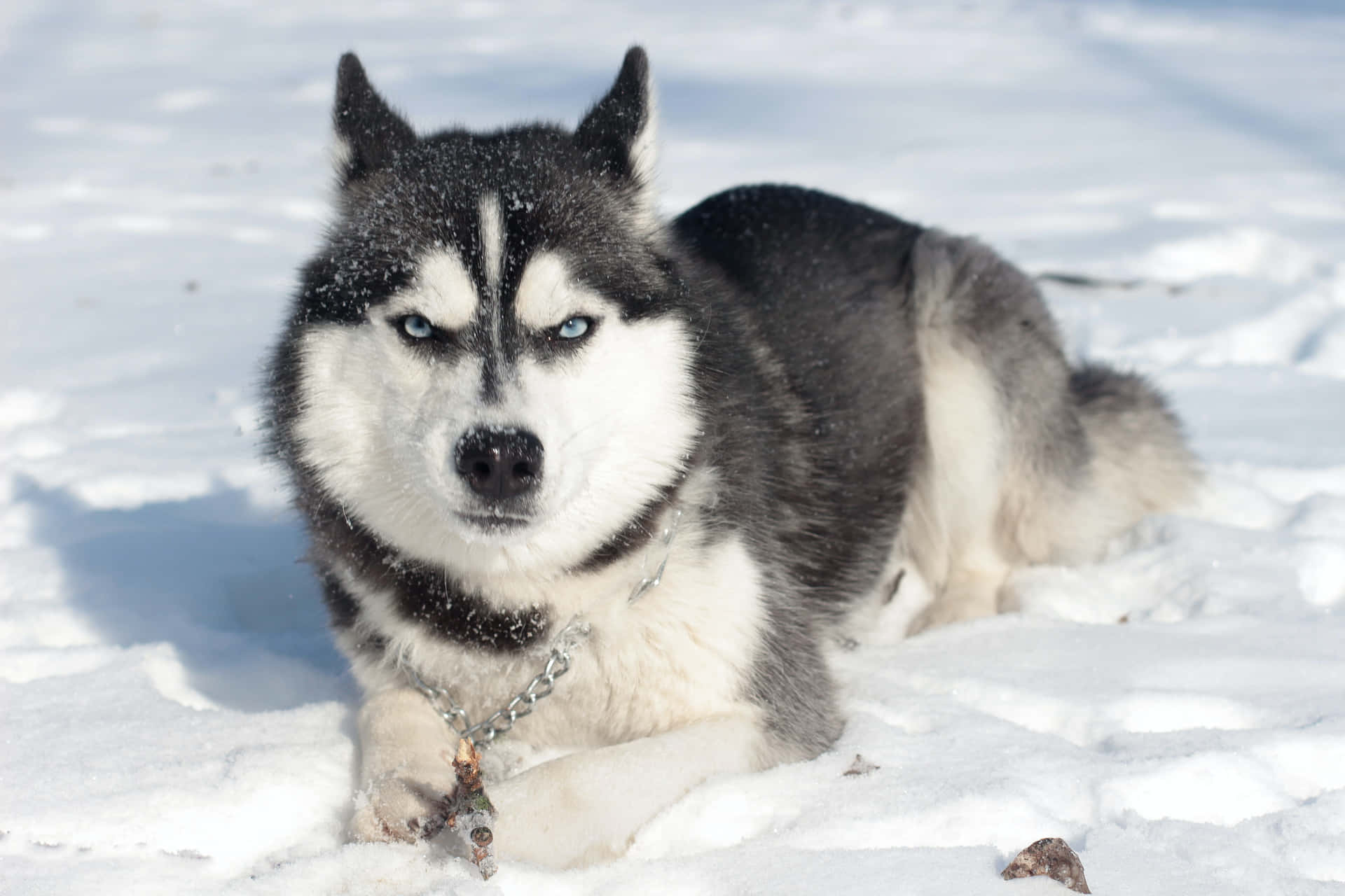 西伯利亞雪橇犬躺在雪中，藍色眼睛，毛上有雪花