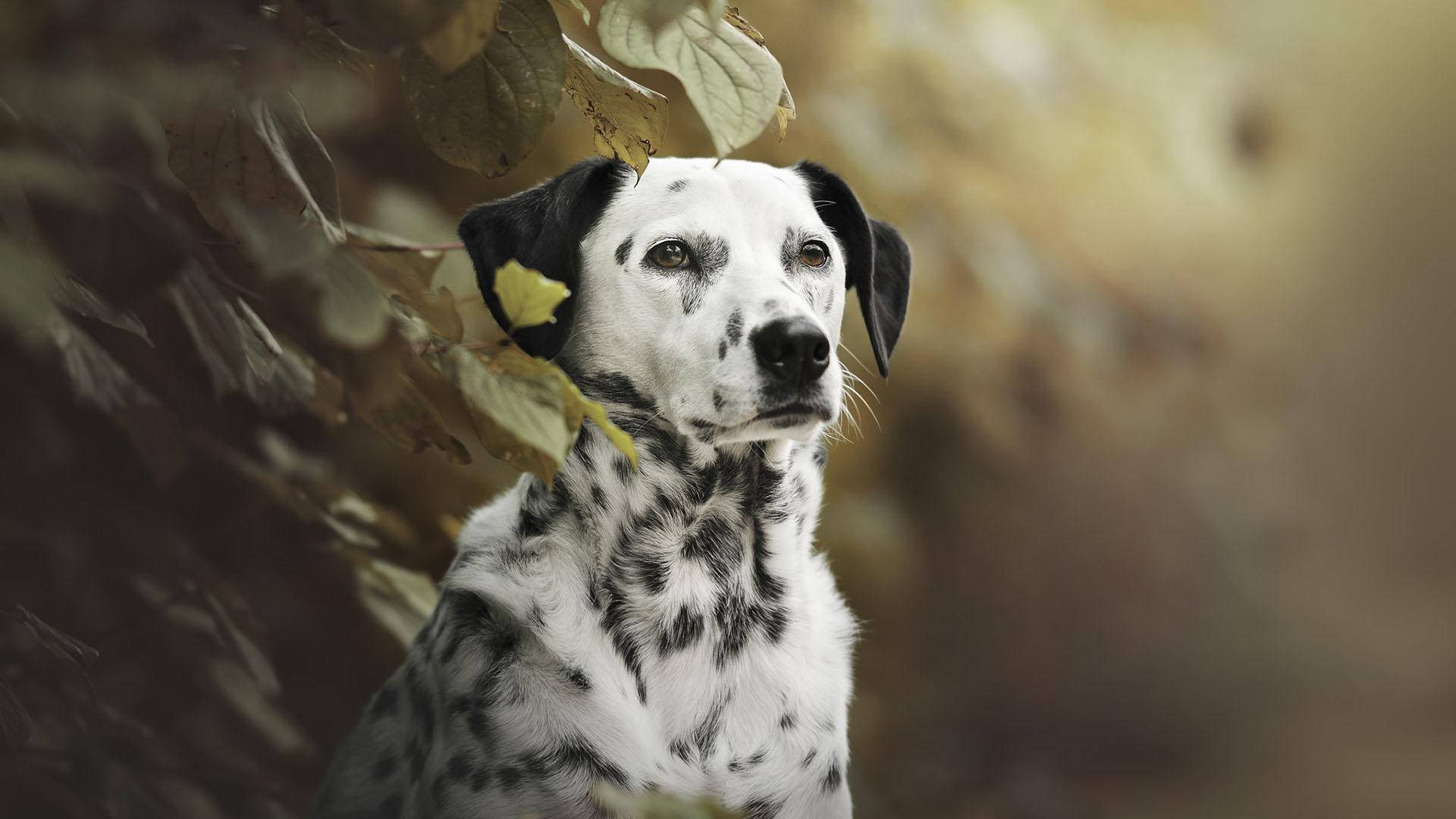 大麥町犬在森林中透過秋葉向上看。
