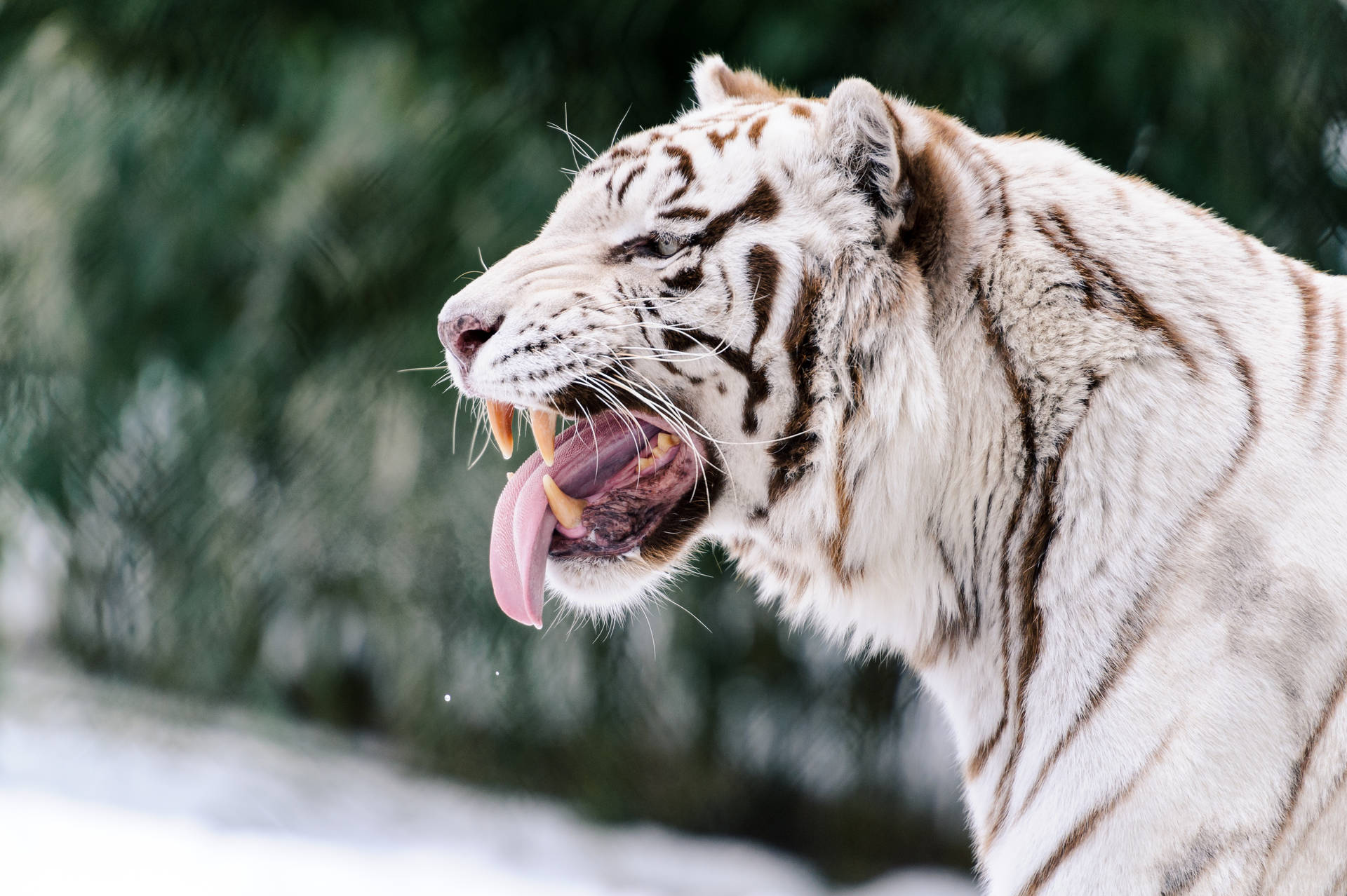 白老虎在雪地森林中打呵欠