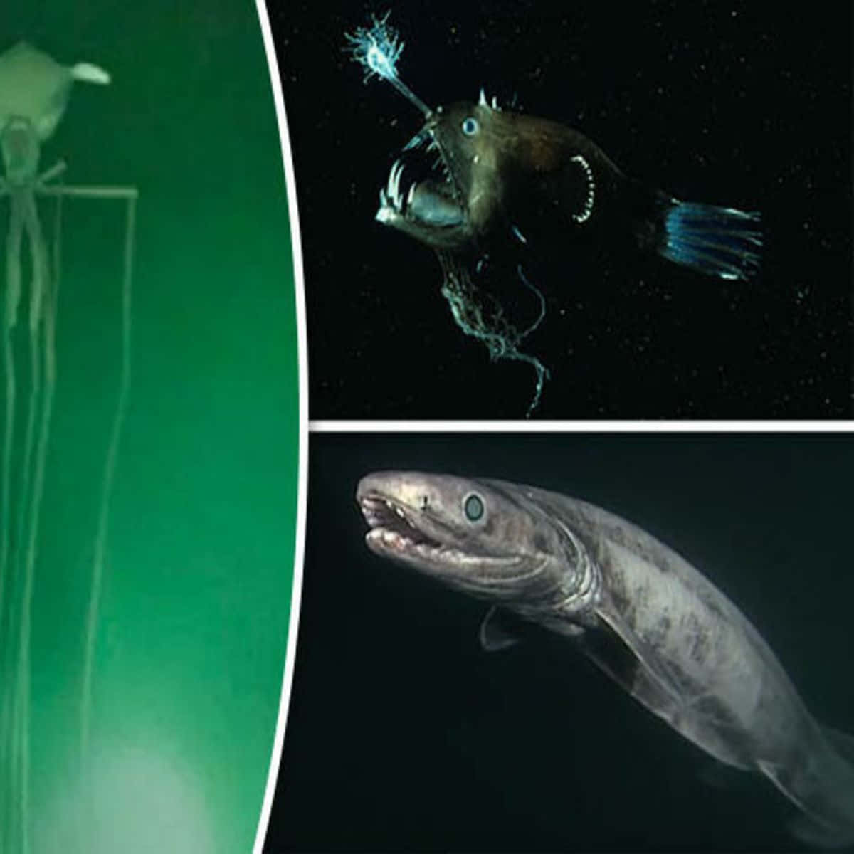 威脅性的水下海洋 壁紙 — 深海生物喺漆黑嘅水域中發出詭異嘅光芒，包括一條帶有生物發光誘餌嘅鮟鱇魚同一個幽靈般嘅水母狀形態。