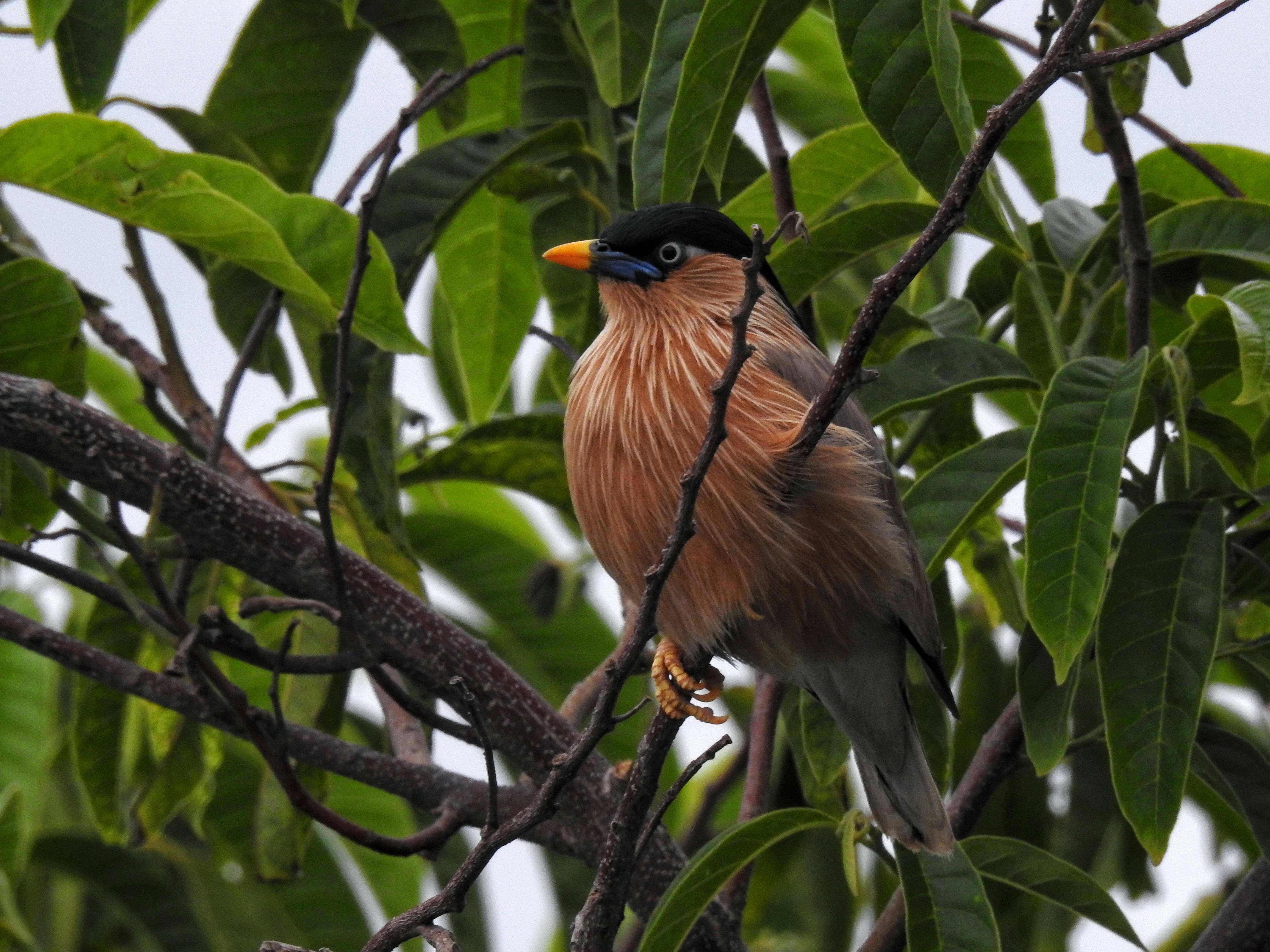 婆羅門椋鳥美麗鳥類 壁紙 — 一隻色彩鮮豔的鳥，頭部黑色，喙部橙色，胸部有條紋，棲息在樹枝上，周圍是茂密的綠葉。