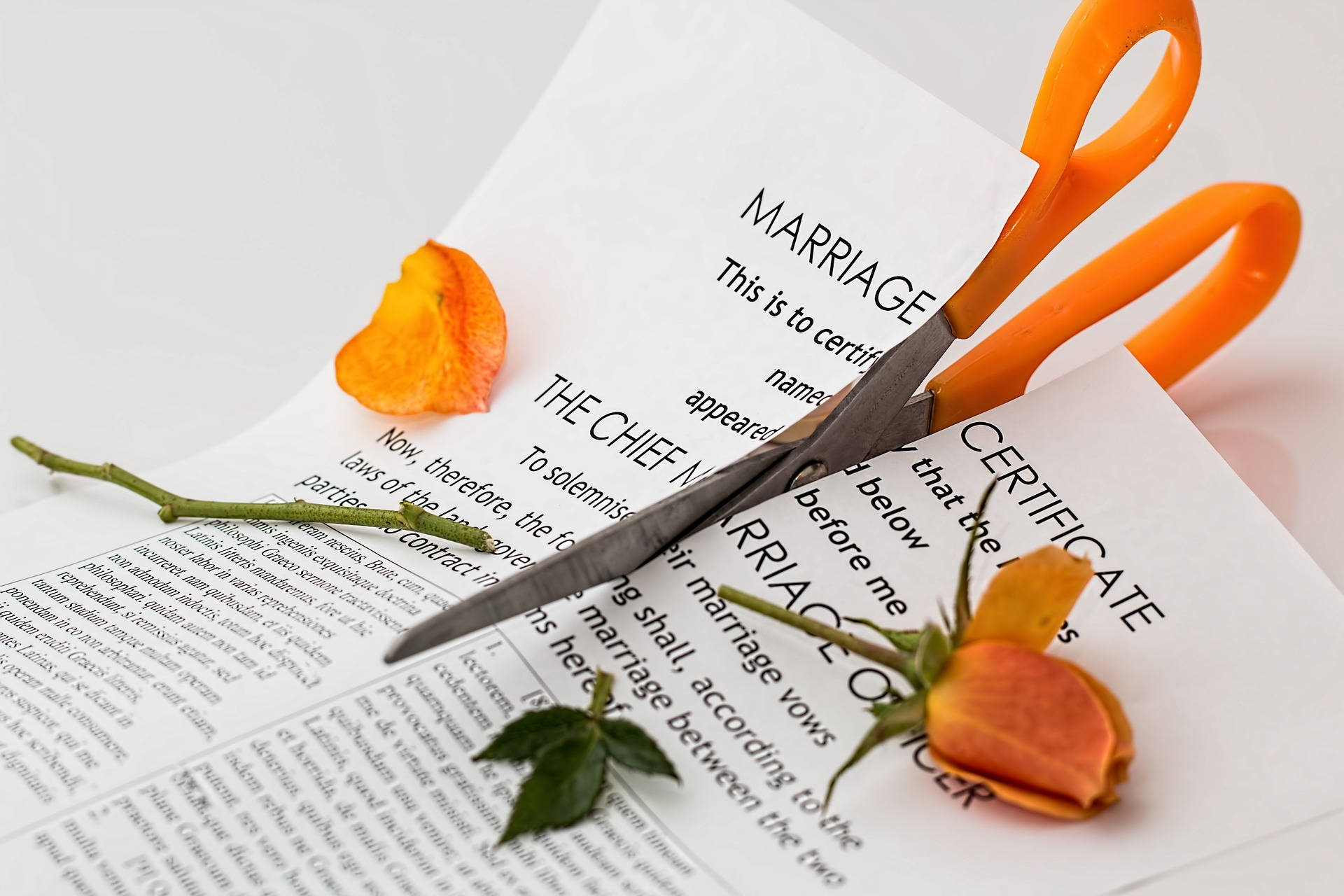 橙色剪刀剪開結婚證書，附近有乾燥橙色玫瑰。