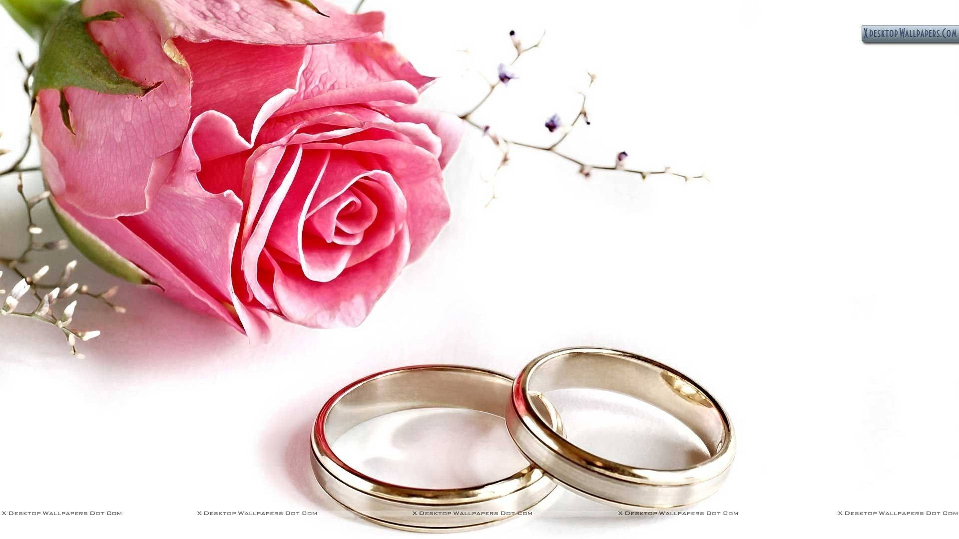 婚戒與粉紅花朵 壁紙 — 兩枚閃亮的結婚戒指放在柔和的粉紅玫瑰和精緻的滿天星旁，背景是純淨的白色。