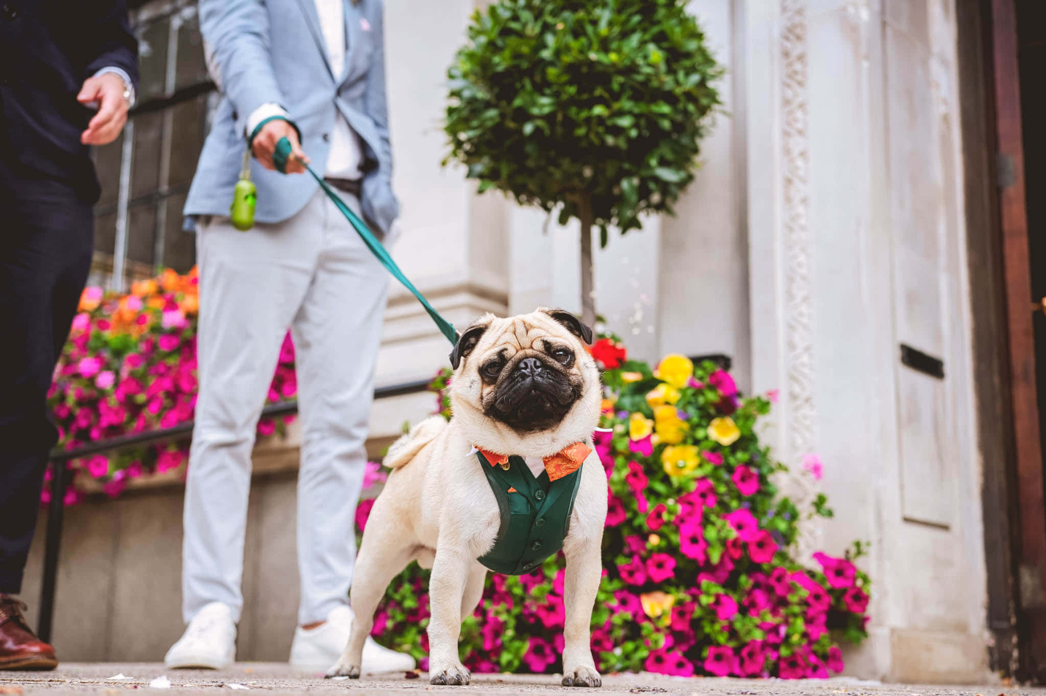 婚禮上戴繩索的搞笑鬥牛犬圖 壁紙 — 一隻穿著綠色背心和橙色領結的哈巴狗站在人行道上，旁邊有鮮豔的粉紅色和黃色花朵，後面有人走過。
