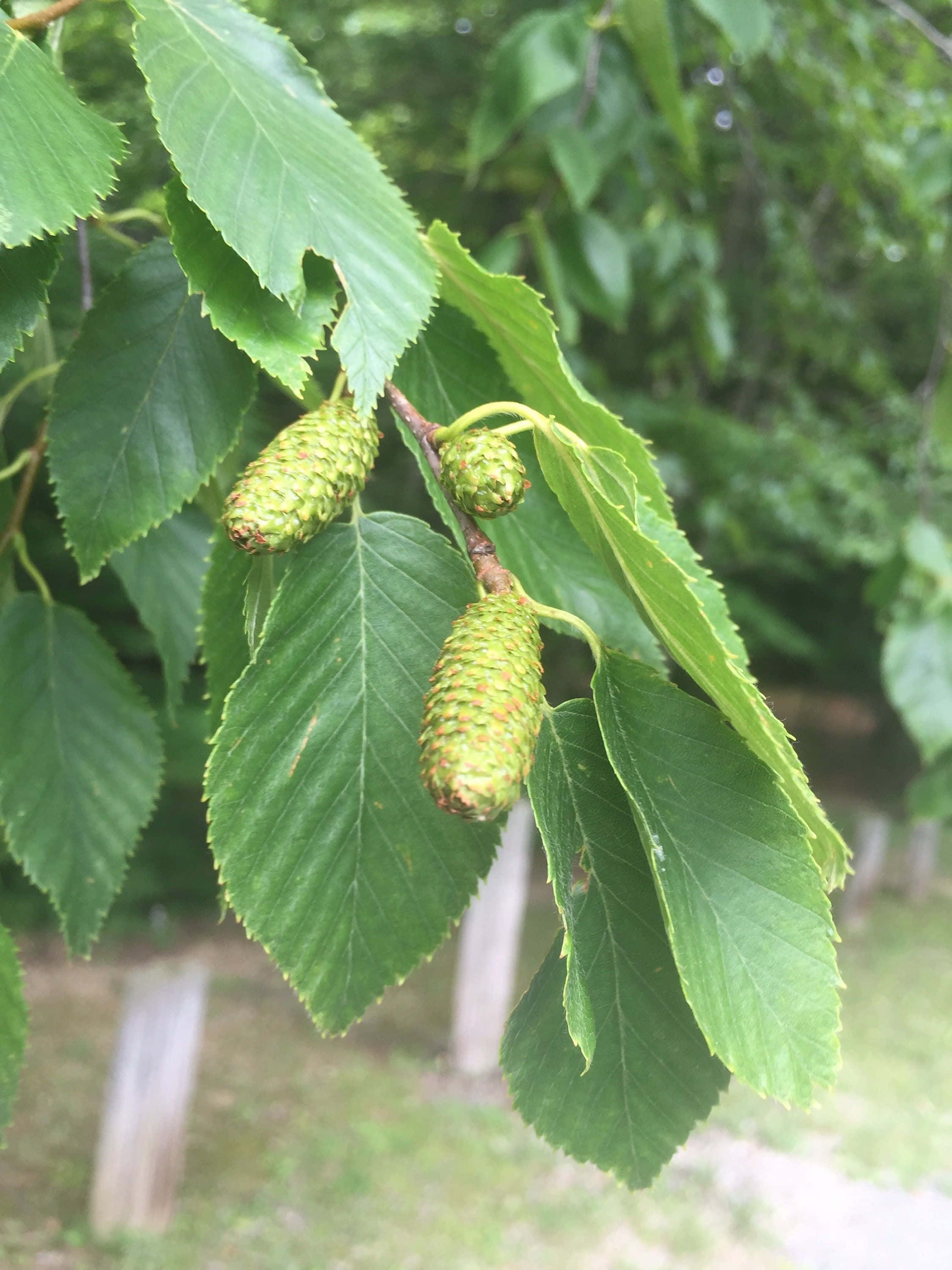 Black Currant 桌布 壁紙 — 嫩綠樺樹葉和柔荑花序的特寫，從樹枝上垂下，背景是柔和模糊的森林。