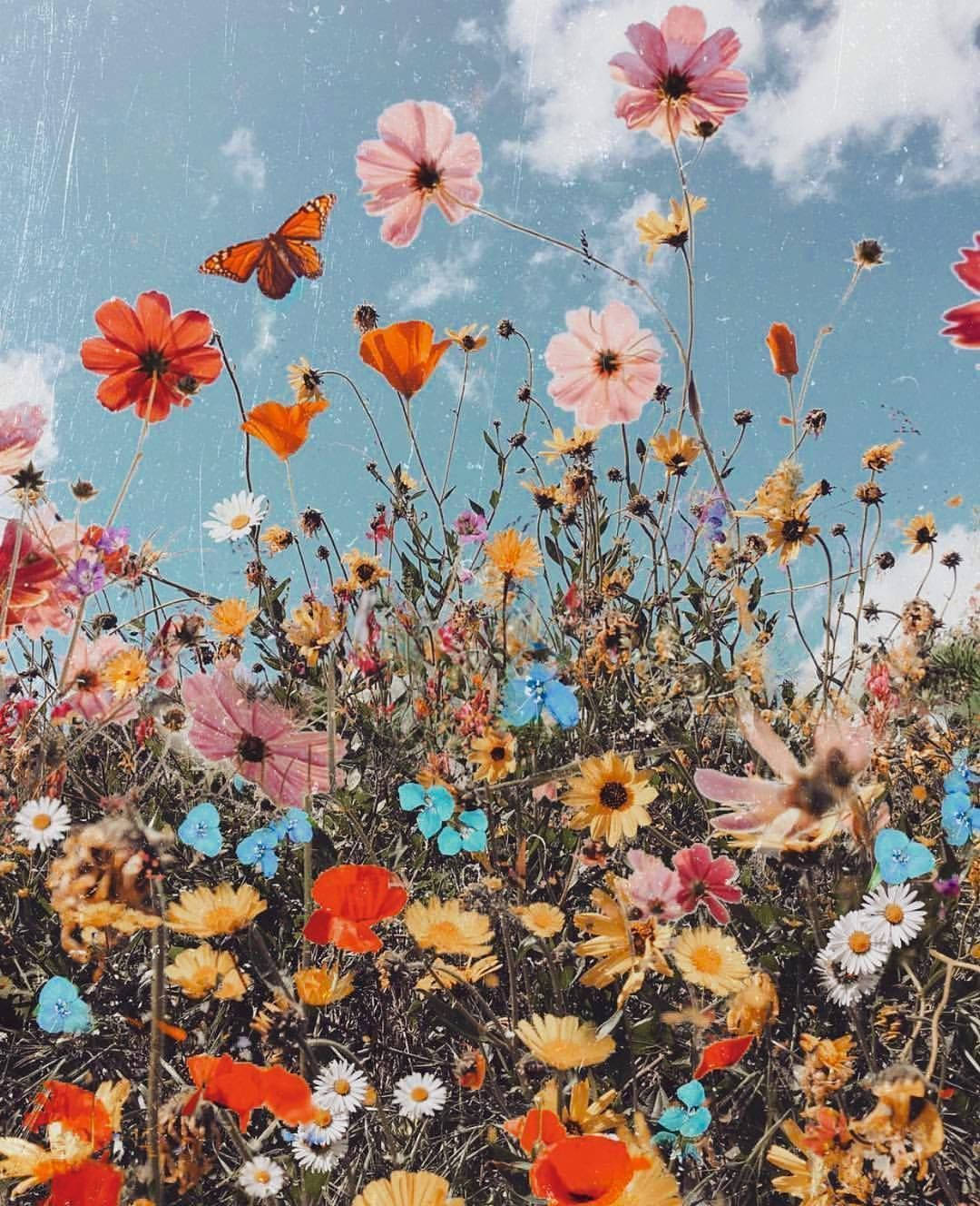 嬉皮士美學 VSco 花朵藍天 壁紙 — 鮮豔的紅色、粉紅色和黃色野花在明亮的藍天下盛開，一隻帝王蝶在其中翩翩起舞。