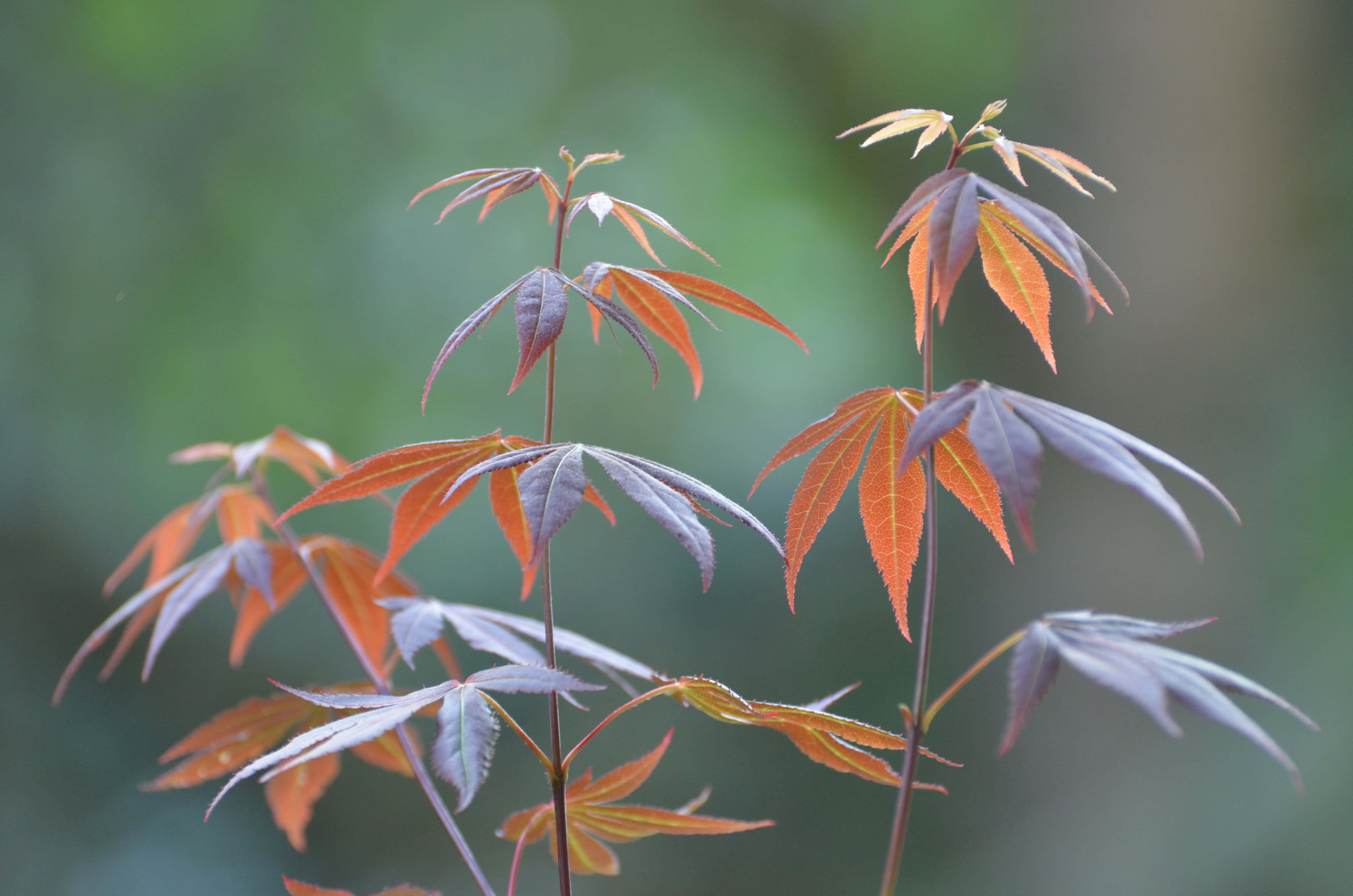 Brown Leaves 桌布 壁紙 — 嬌嫩的楓樹幼苗帶有鮮豔的橙色和紫色葉子，在柔和的綠色模糊背景中脫穎而出。