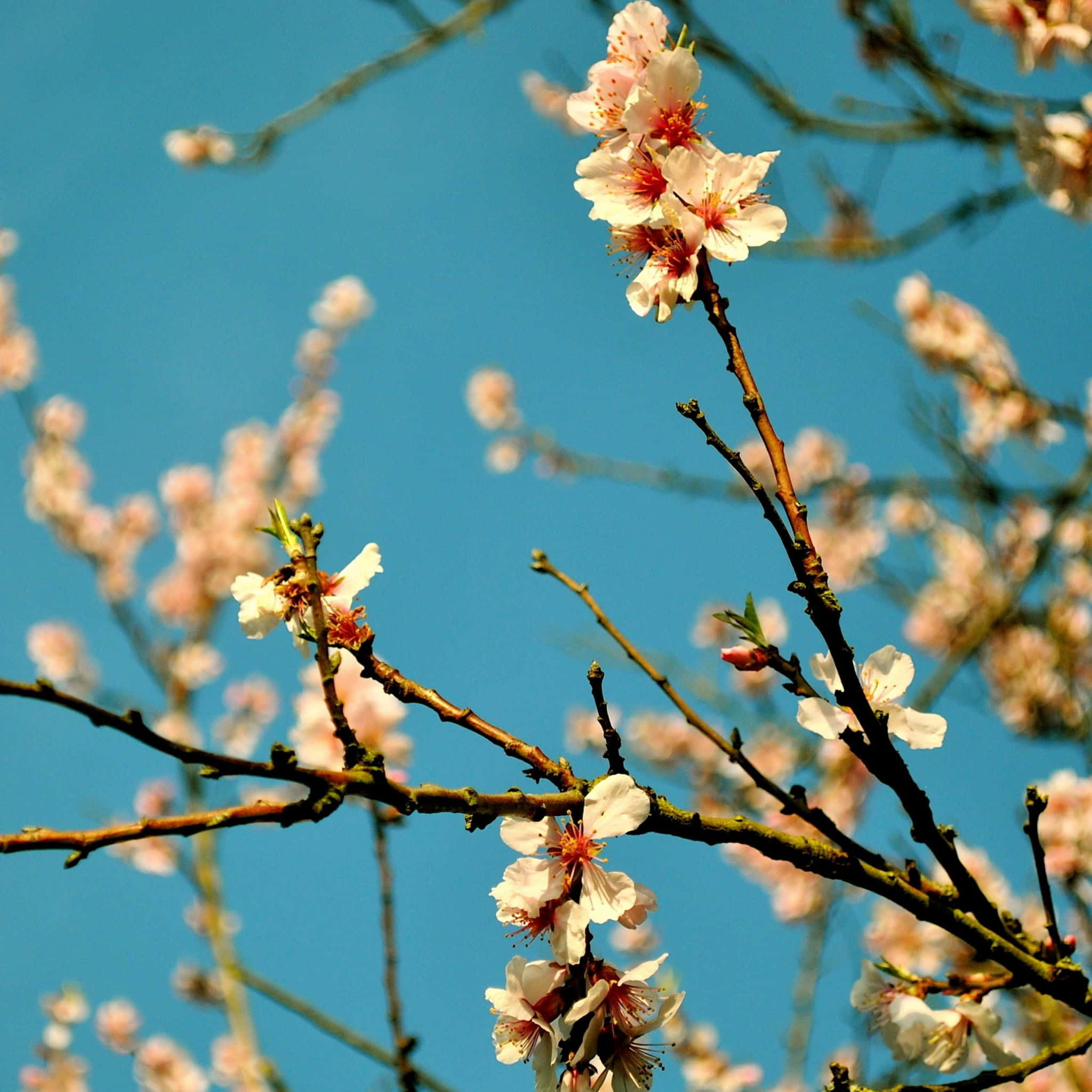 美學 iPad 壁紙 桌布 壁紙 — 嬌嫩的粉紅櫻花在纖細的枝條上盛開，映襯著清澈的藍天。