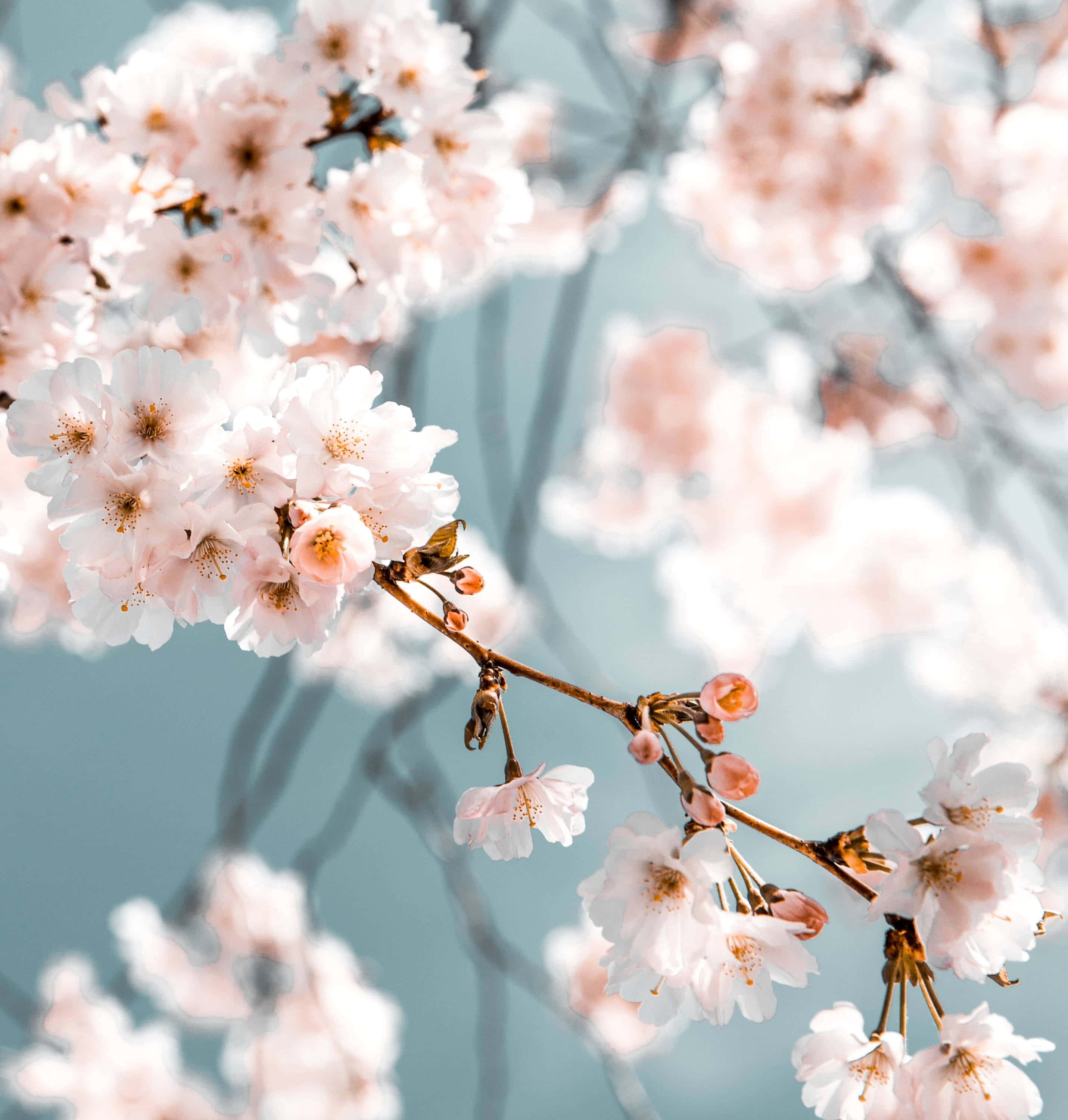 Brightening 桌布 壁紙 — 嬌嫩的粉紅櫻花在纖細的枝條上盛開，背景是柔和的藍天，景深較淺。