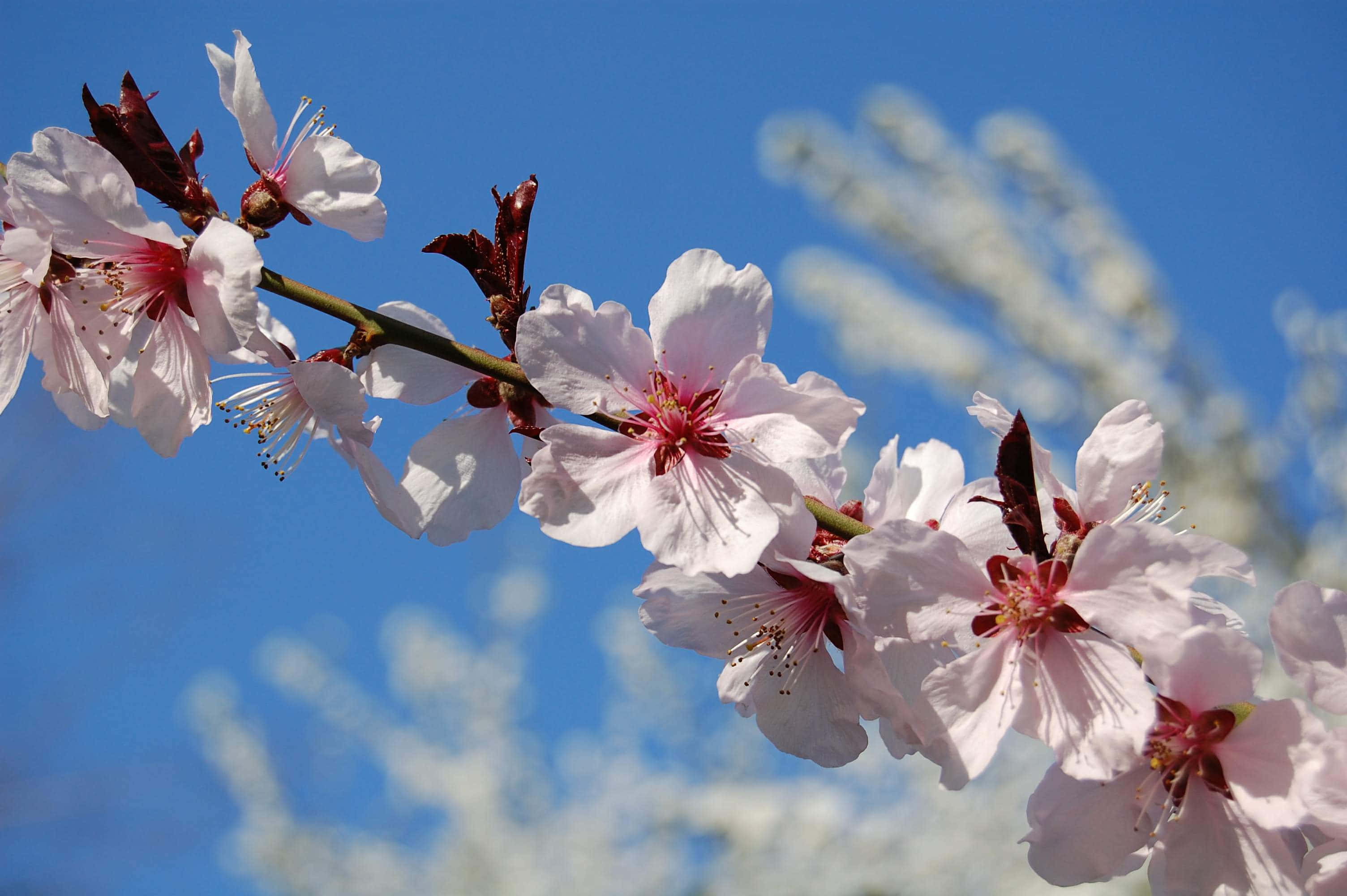 Spring Bloom 桌布 壁紙 — 嬌嫩的粉紅櫻花在鮮豔的藍天下綻放，背景中還有柔軟的白色花朵。