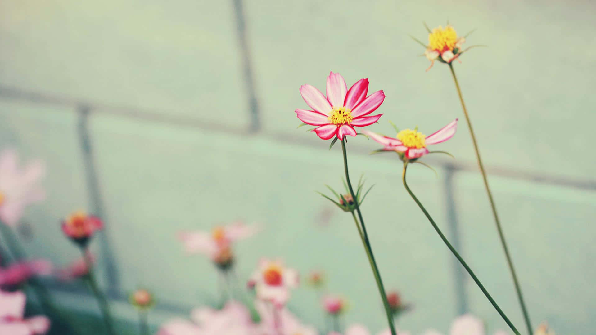 Tumblr Flower 桌布 壁紙 — 嬌嫩的粉紅波斯菊，黃色花心，在柔和的薄荷綠磚牆背景上綻放。