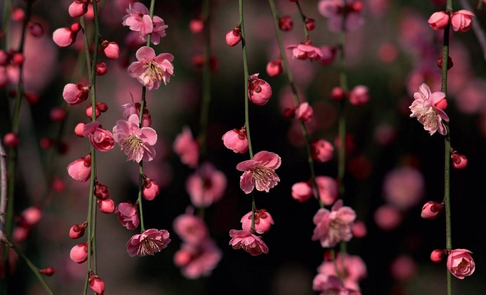 Flowers 桌布 壁紙 — 嬌嫩的粉紅色花朵優雅地從纖細的枝條上垂落，背景是柔和模糊的深色。