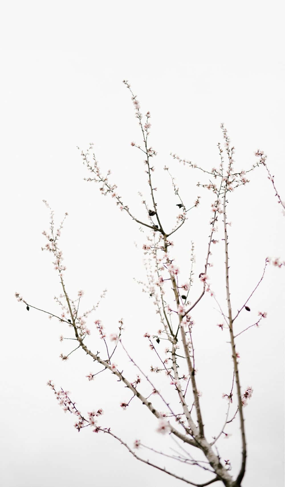 Minimalist Plant 桌布 壁紙 — 嬌嫩的粉紅花朵在光禿禿的樹枝上綻放，映襯著柔和的多雲天空，呈現極簡的春日景象。