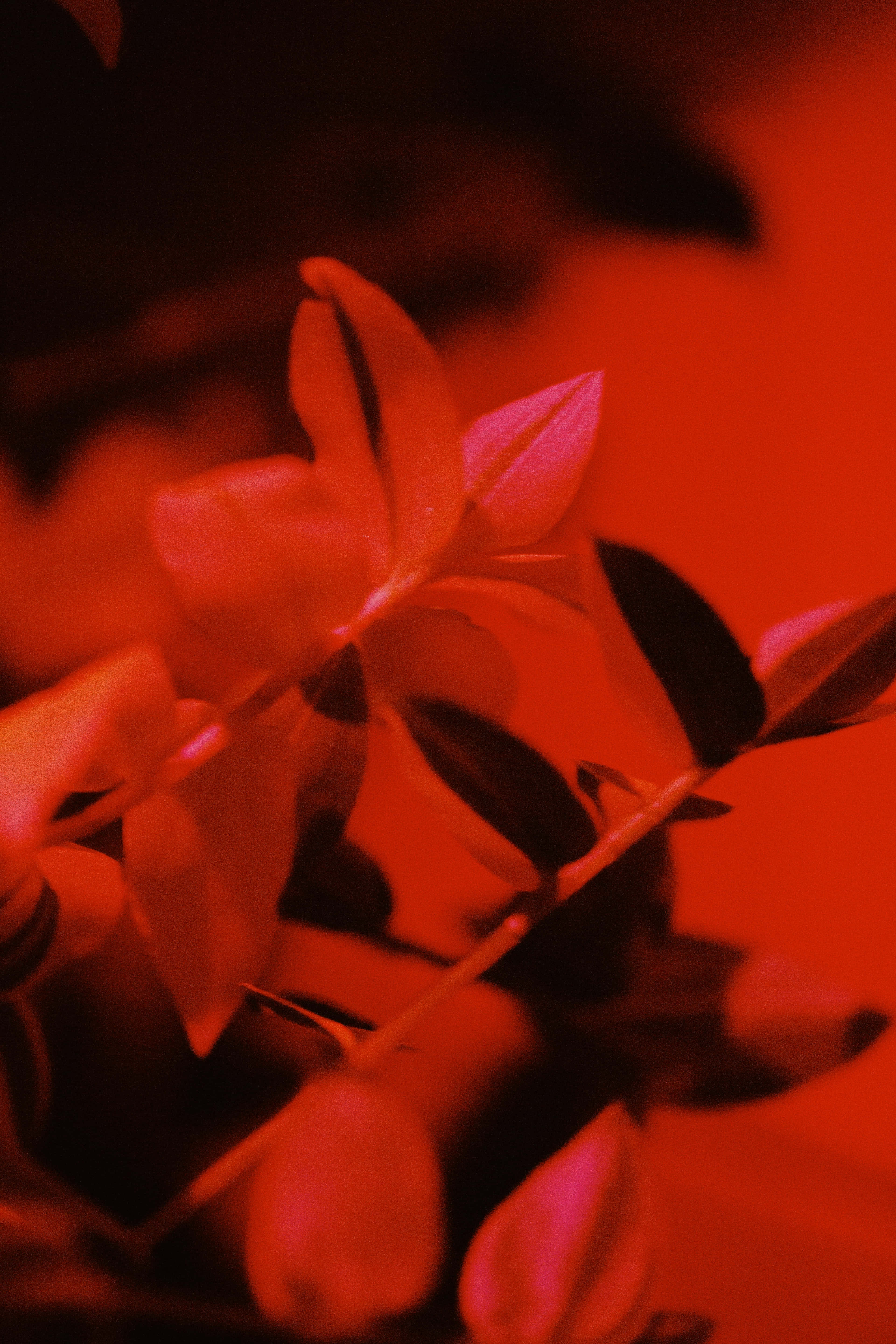 Red Velvet 桌布 壁紙 — 嬌嫩葉片沐浴在強烈紅光中的特寫，營造出陰鬱而戲劇性的植物場景。