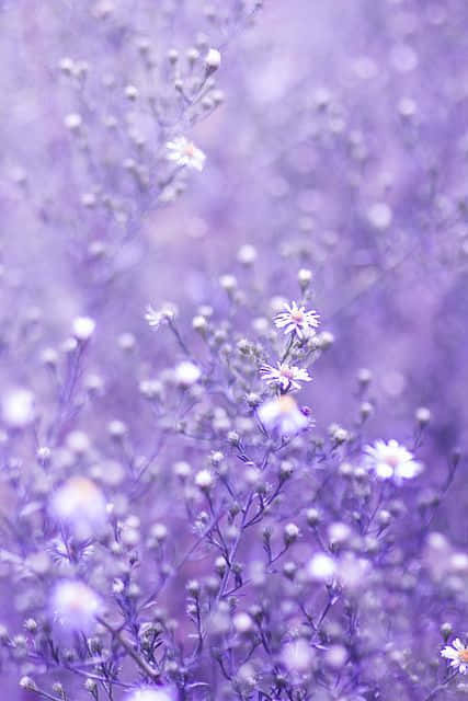 紫色雛菊田，背景柔和