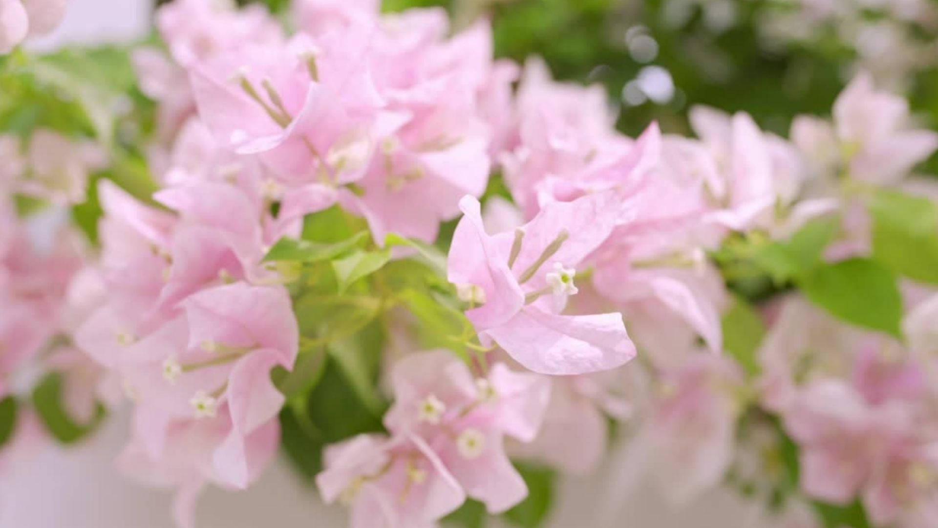 嬰兒粉雞蛋花 壁紙 — 柔和的粉紅色九重葛花與綠葉在陽光明媚的花園中輕輕搖曳。