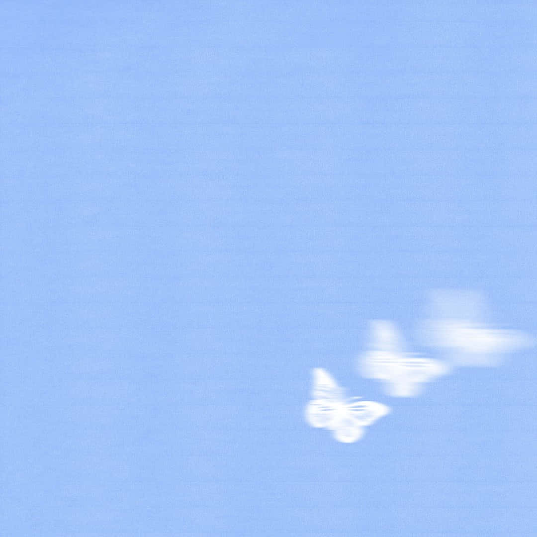 三隻白色蝴蝶在柔和的藍天中飛翔。