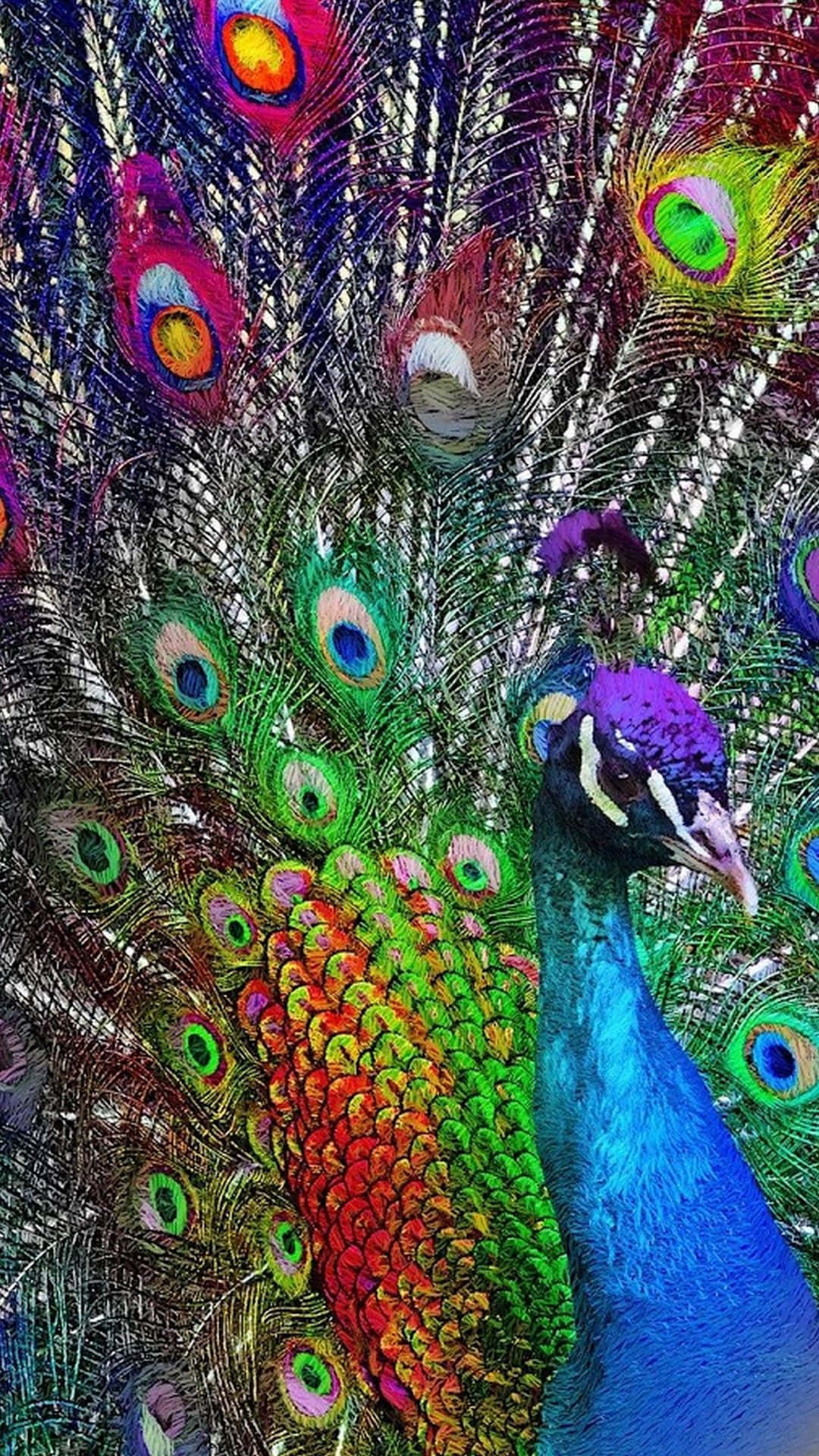 孔雀展現絢麗羽翼 壁紙 — 一隻色彩鮮豔的孔雀展開其虹彩尾羽，呈現出藍、綠、紅、金色的耀眼爆發。