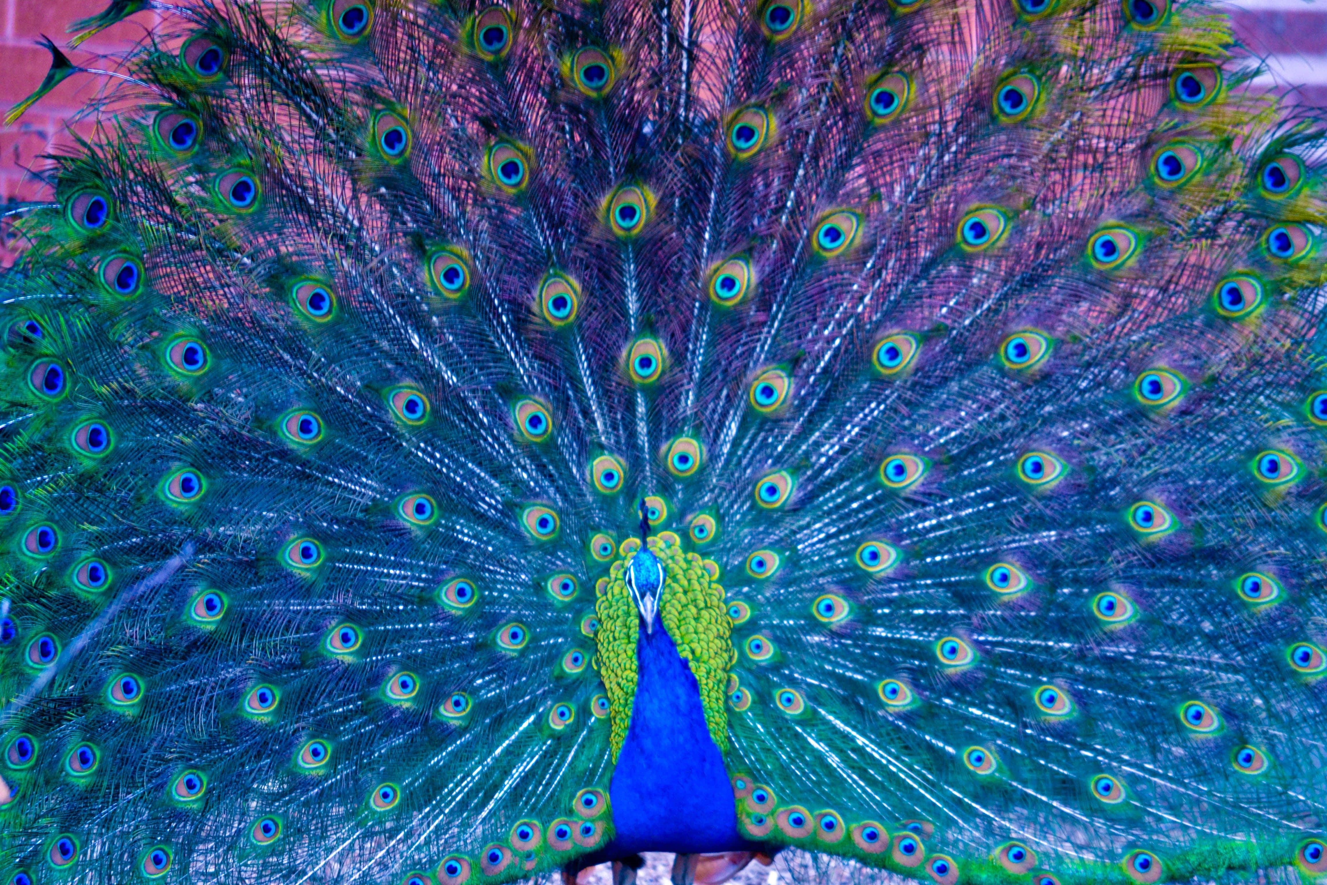 孔雀於翠綠背景中傲然展羽 壁紙 — 一隻雄性孔雀在磚牆背景下展示其鮮豔的藍綠色和金色帶眼斑的尾羽。