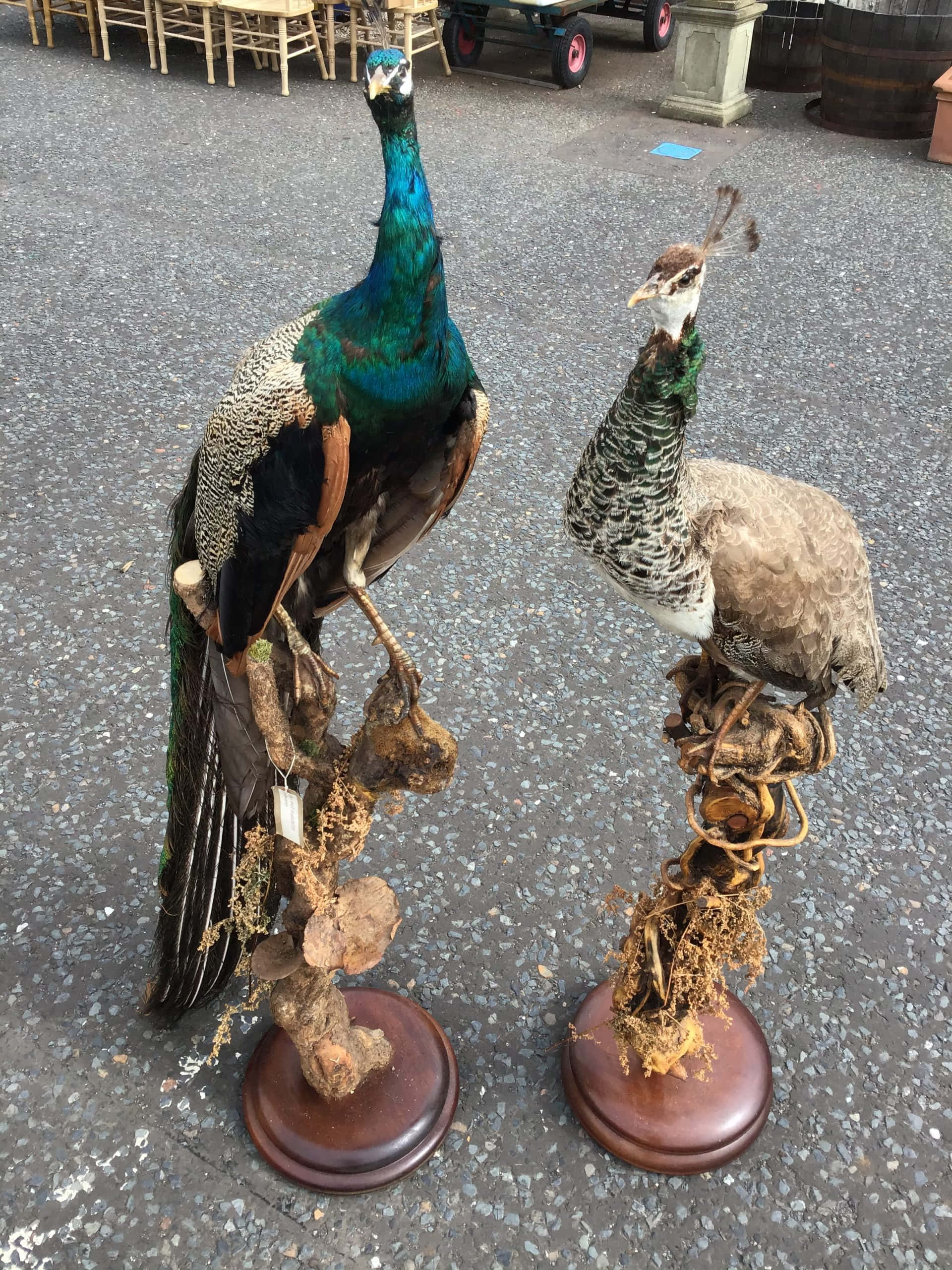 孔雀母鳥展現美麗羽翼 壁紙 — 兩隻剝製孔雀安裝在質樸的木製底座上，站在碎石表面上，背景有戶外家具。