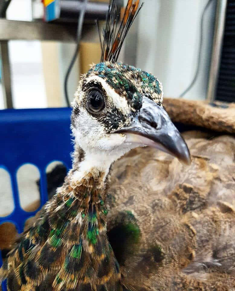 孔雀母鳥挺立於開闊綠野之中 壁紙 — 一隻年輕孔雀的近距離特寫，擁有虹彩綠色和棕色羽毛以及一簇冠羽，直視鏡頭。