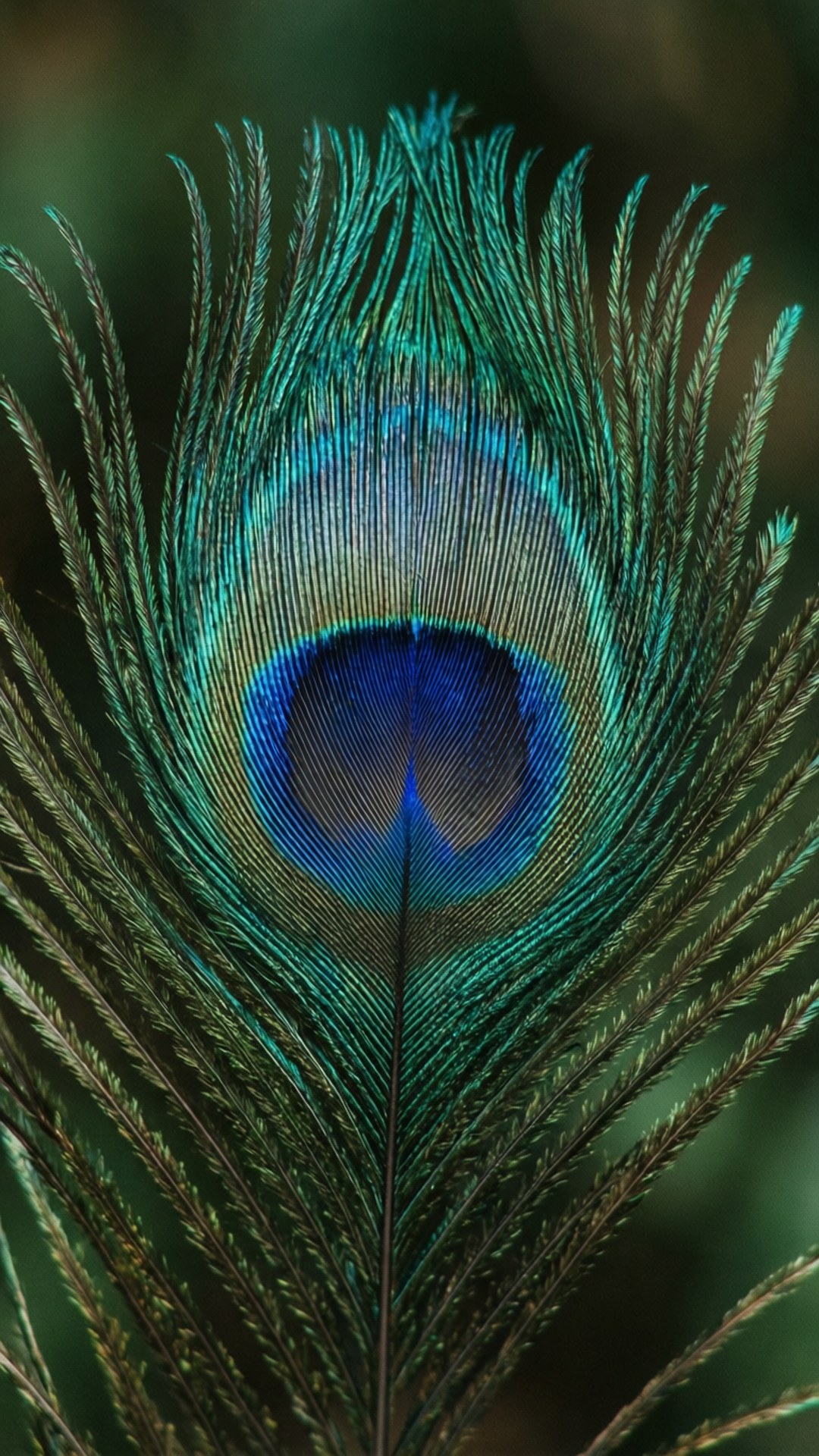 在自然環境中帶有虹彩藍綠色眼狀圖案的鮮豔孔雀羽毛