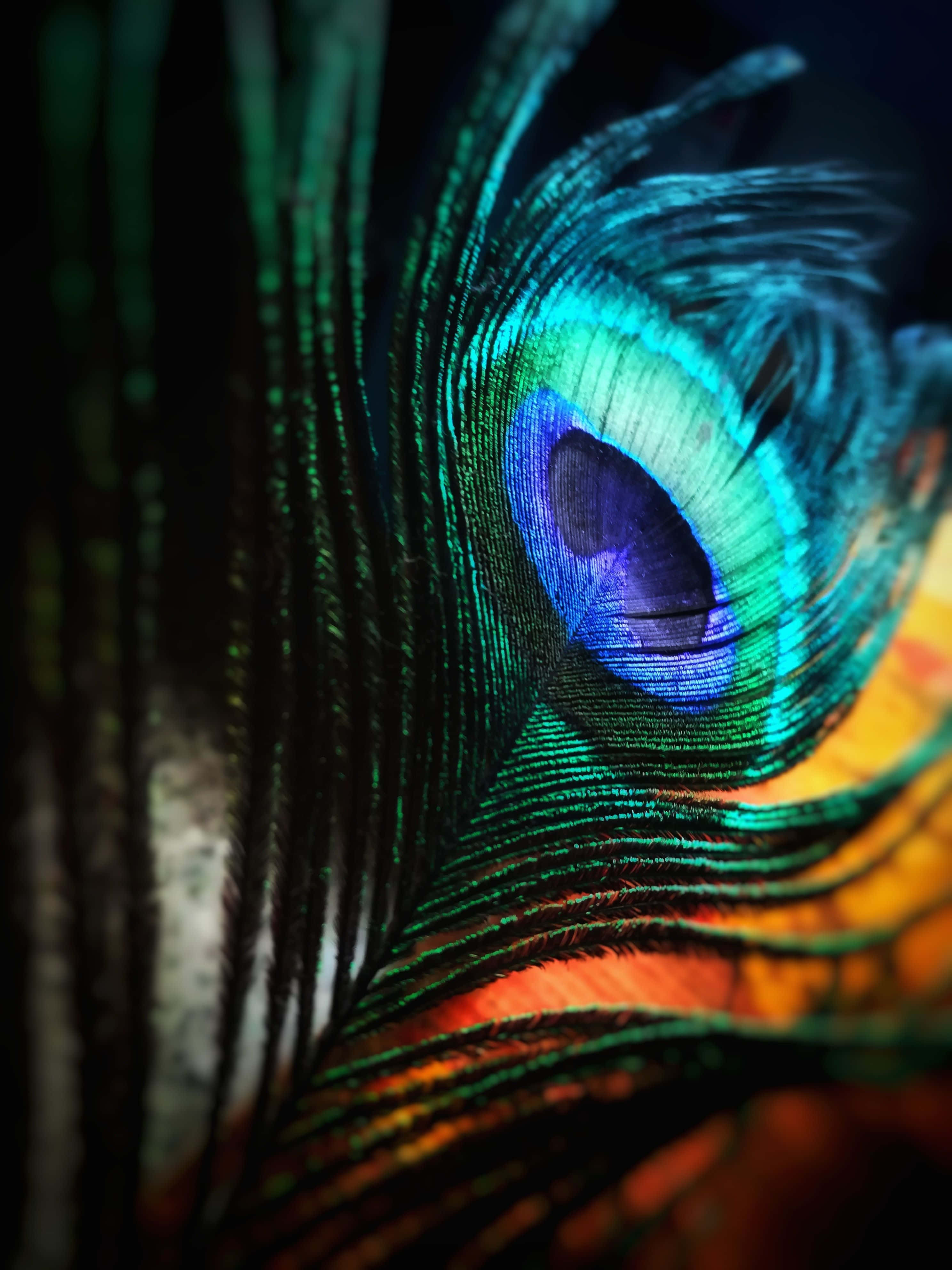 A majestic peacock feather 壁紙 — 孔雀羽毛的特寫，在深色背景上展現出充滿活力的藍色、綠色和橙色虹彩眼狀圖案。
