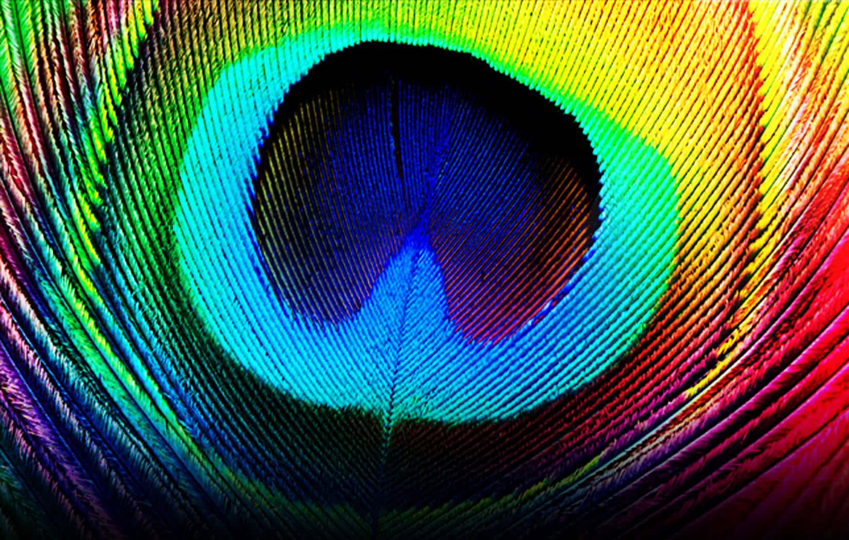 Image Two Colored Peacock Feather 壁紙 — 孔雀羽毛的鮮豔微距照片，呈現出虹彩的藍、綠、黃和紅色，形成漩渦圖案。
