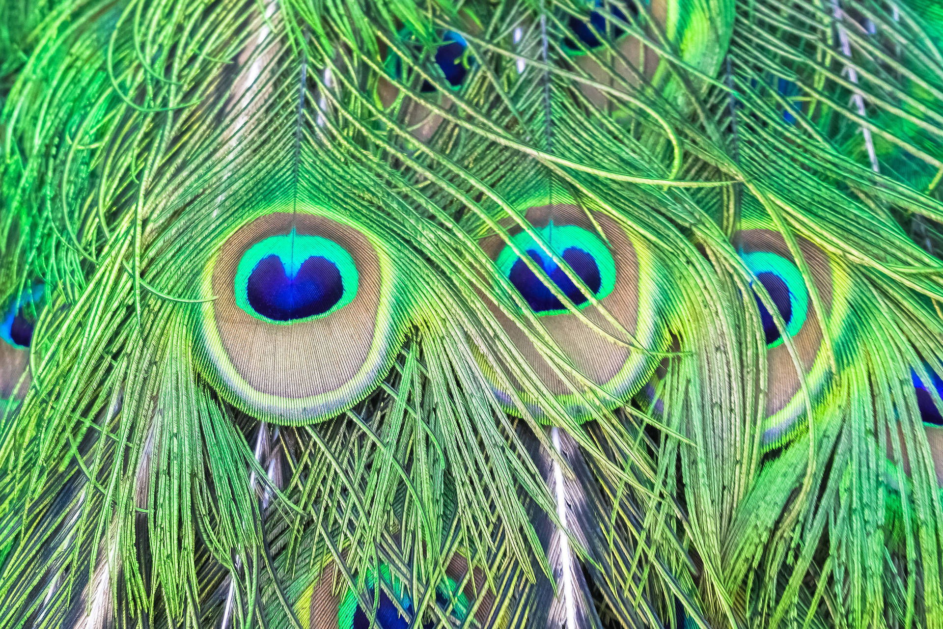 色彩繽紛的孔雀羽毛特寫，帶有眼睛般的圖案。