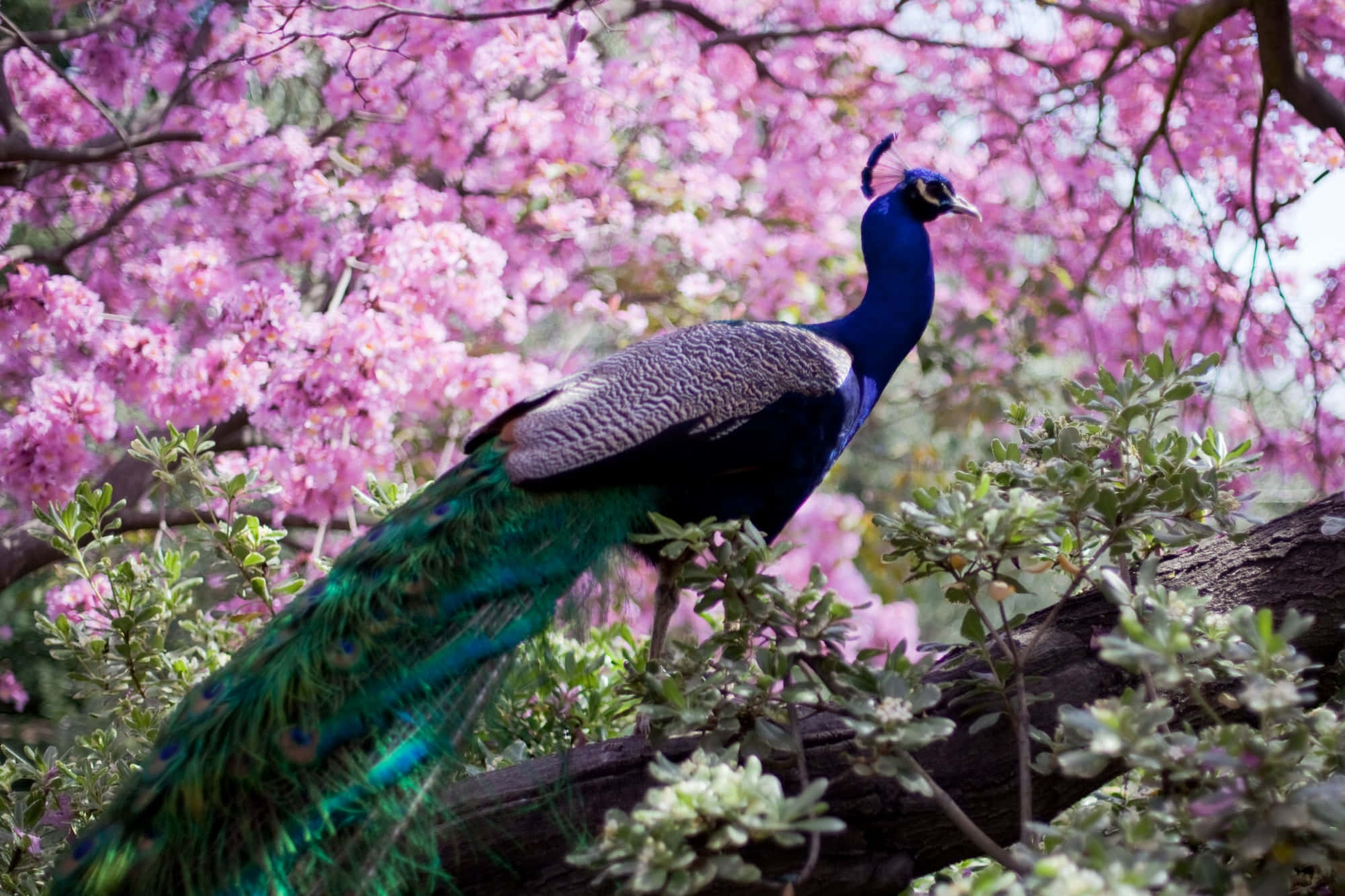 孔雀鳥展示其獨特而色彩繽紛的尾羽 壁紙 — 一隻色彩鮮豔的孔雀優雅地棲息在盛開的粉紅櫻花樹冠下的樹枝上。