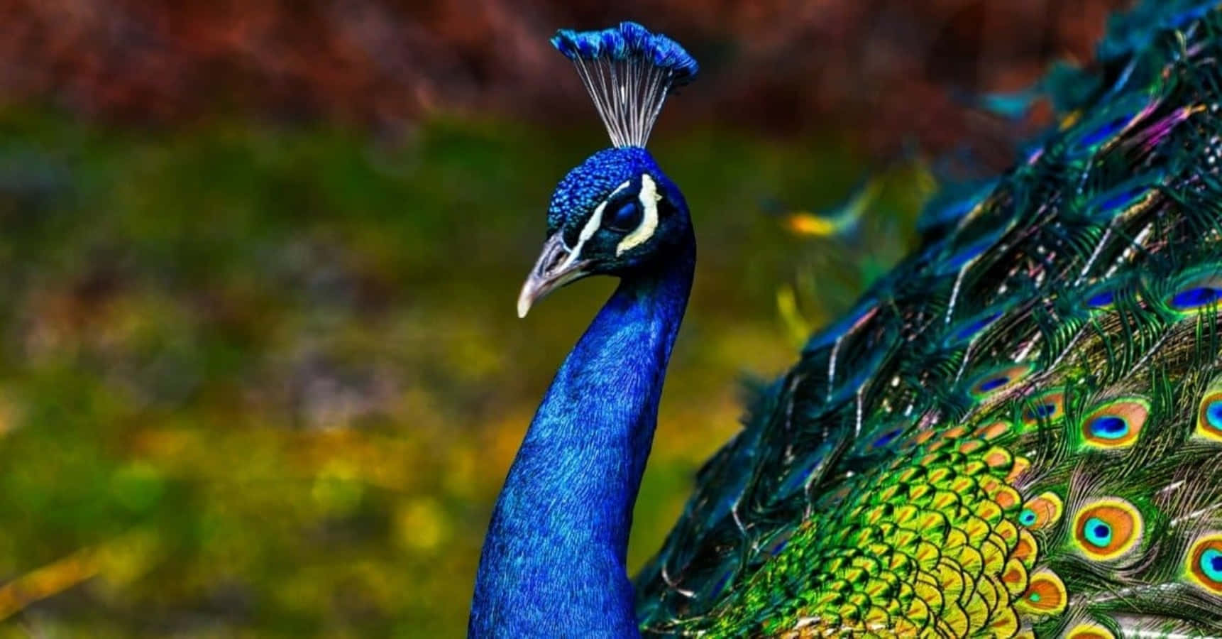 孔雀鳥旋轉其華麗羽飾 壁紙 — 一隻充滿活力的藍孔雀，帶有虹彩綠色和金色羽毛，在模糊的自然背景下清晰對焦。
