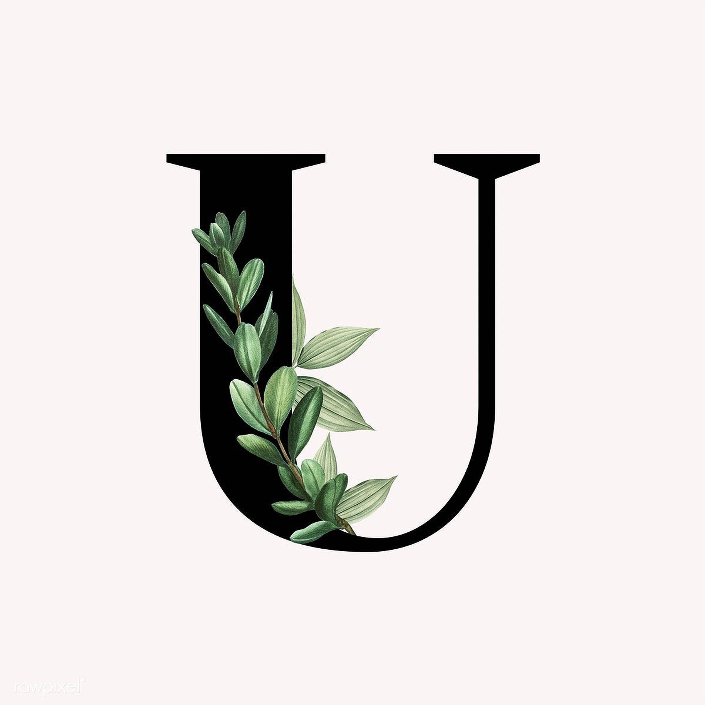 字母U設計 壁紙 — 一個大膽的黑色字母U，飾以精緻的綠色樹枝，襯托在柔和的米白色背景上。