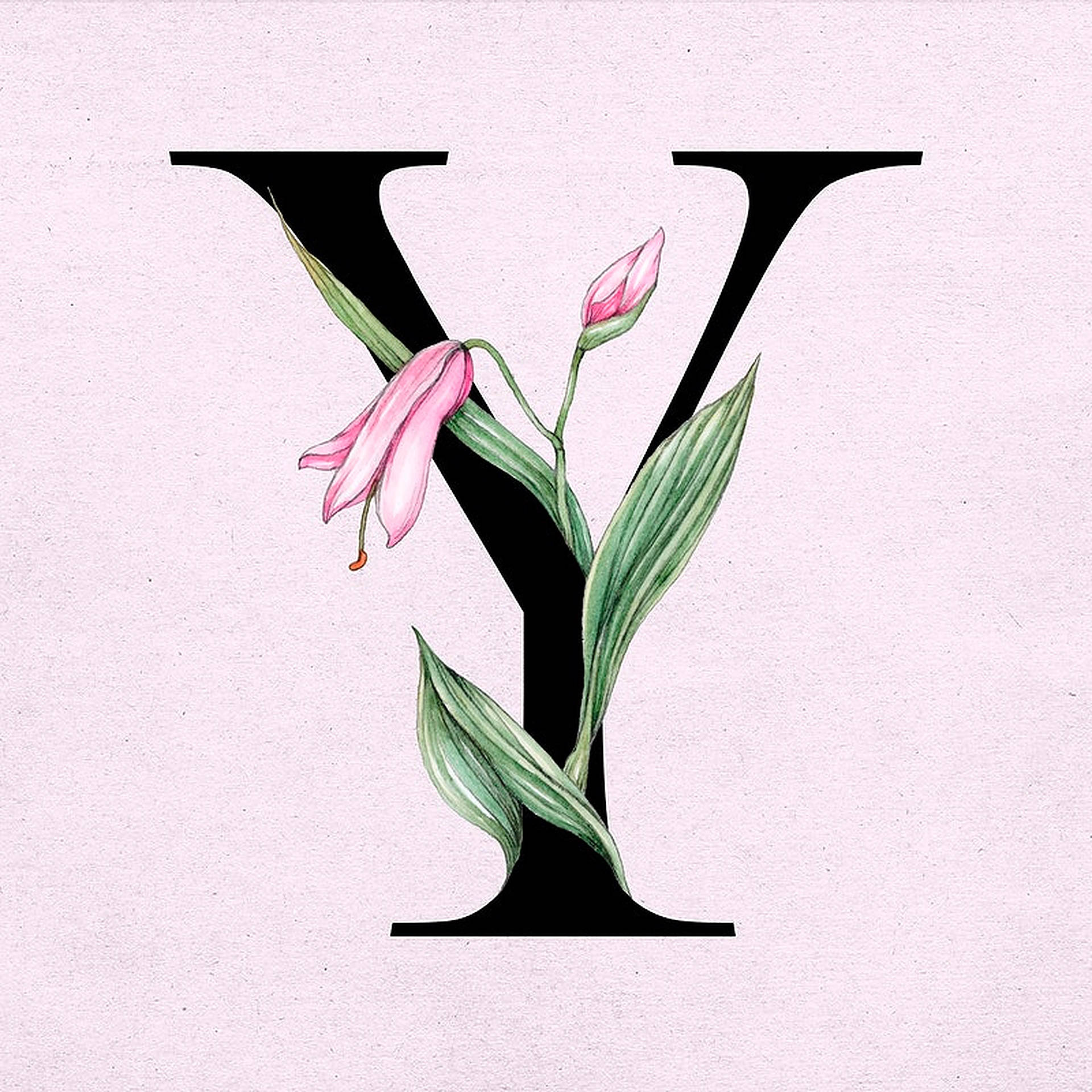 字母Y鬱金香花 壁紙 — 在柔軟的粉紅色紋理背景上，一個黑色的字母Y點綴著粉紅色的花朵和綠色的葉子。
