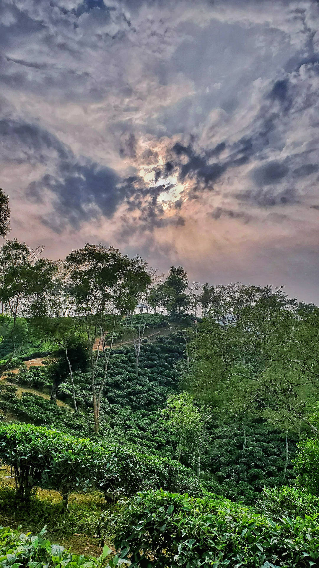 在紫色和金色雲彩的暮色天空下，起伏山丘上的茶園。