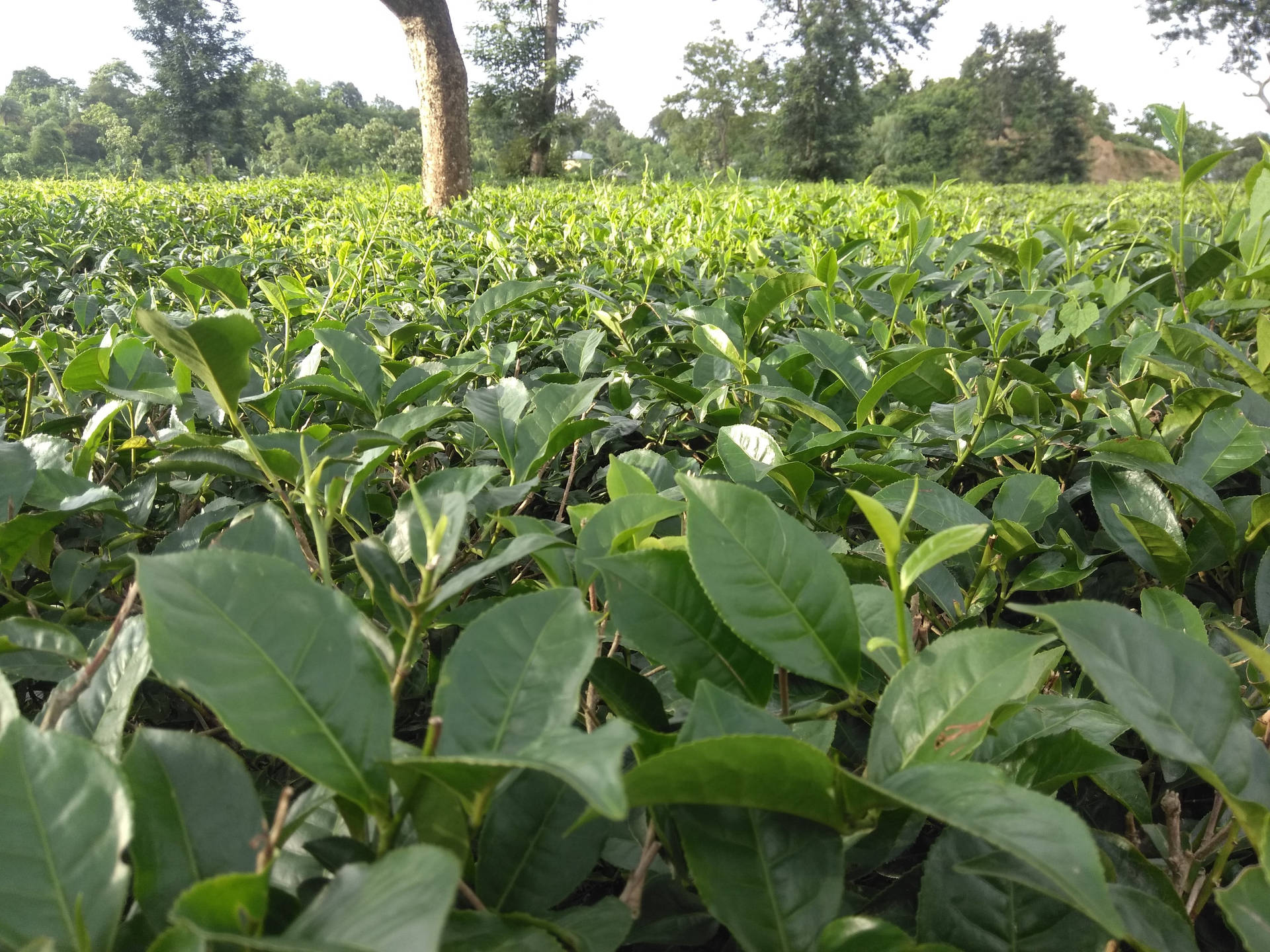 陽光普照的茶園中一排排綠茶葉，背景有樹木。