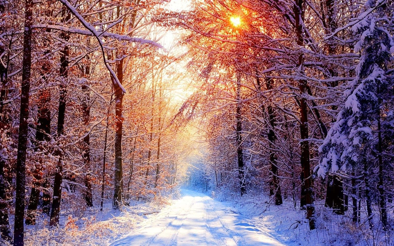 白雪覆蓋的森林小徑，透過光禿的樹枝閃耀著夕陽的光芒。