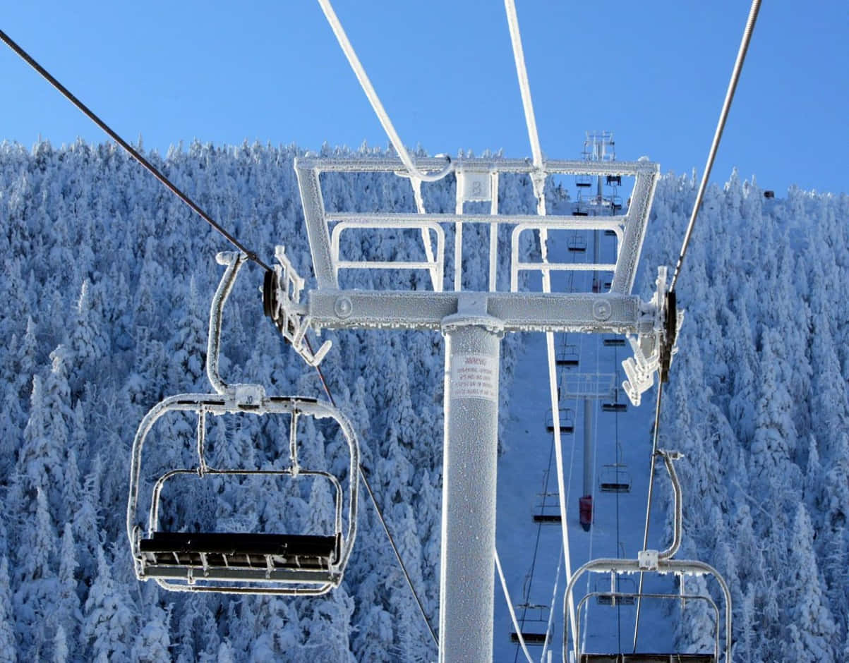 冰凍滑雪吊椅、白雪覆蓋的松樹、藍天