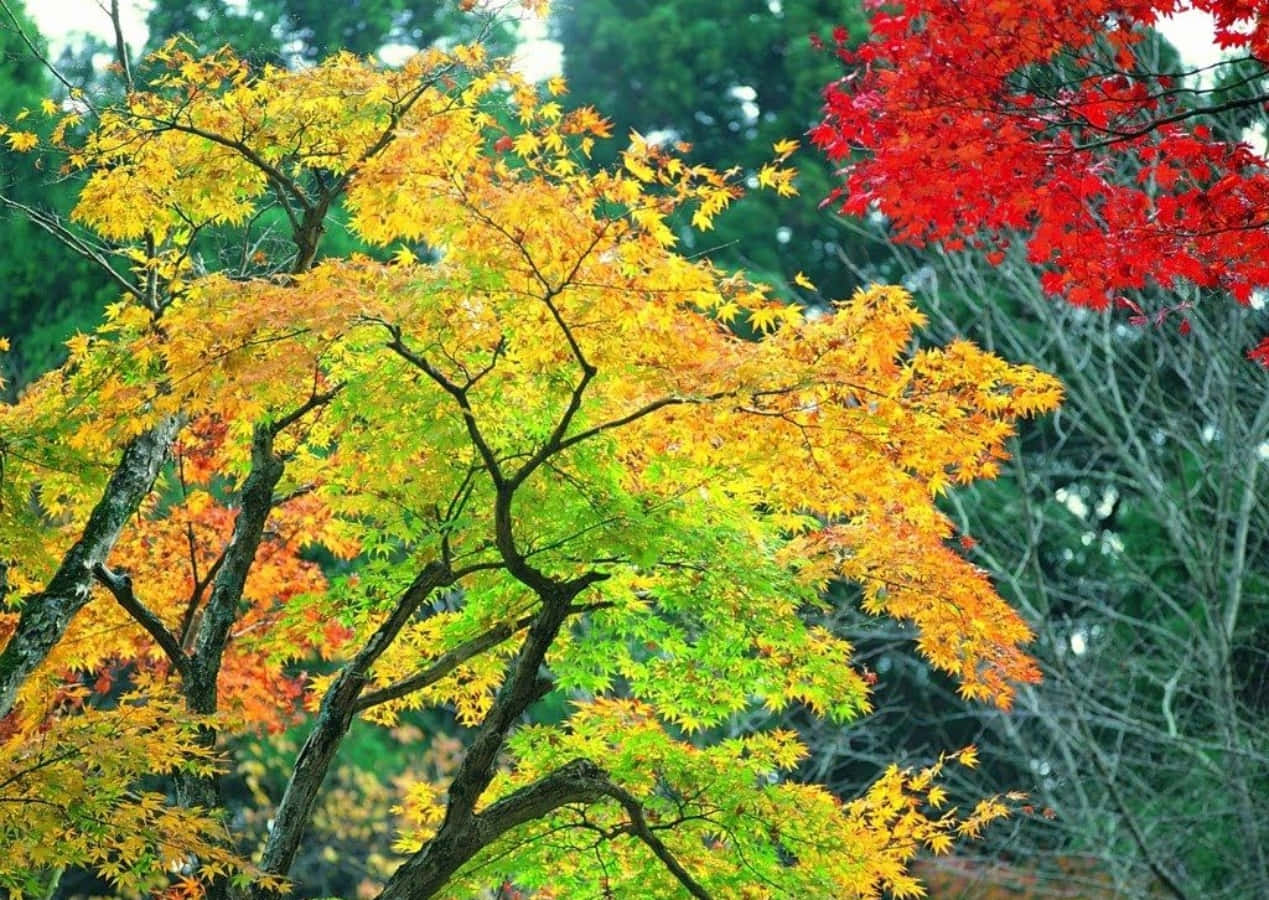 森林環境中帶有金色和紅色葉子的秋樹。