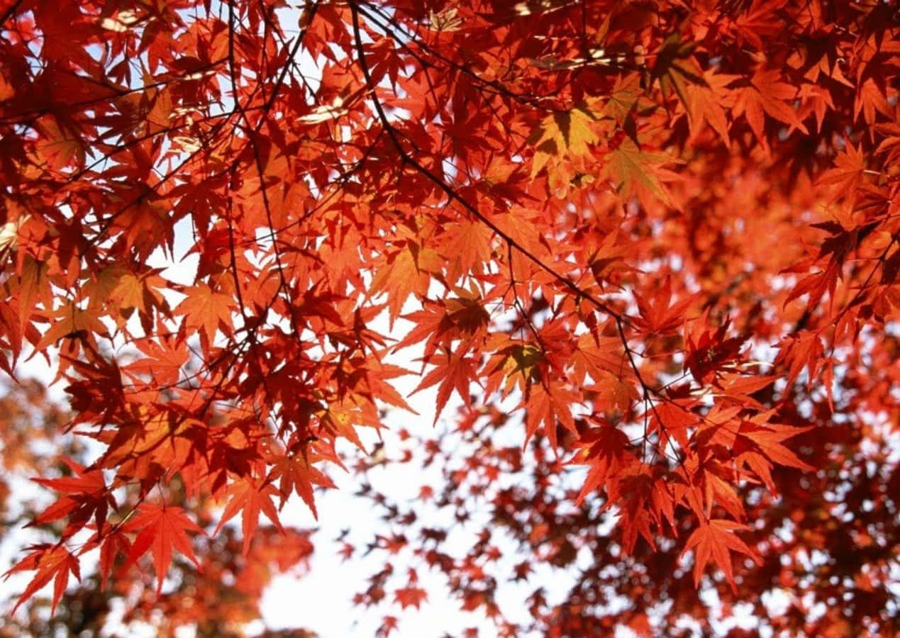 秋天鮮紅的楓葉在明亮的天空下。
