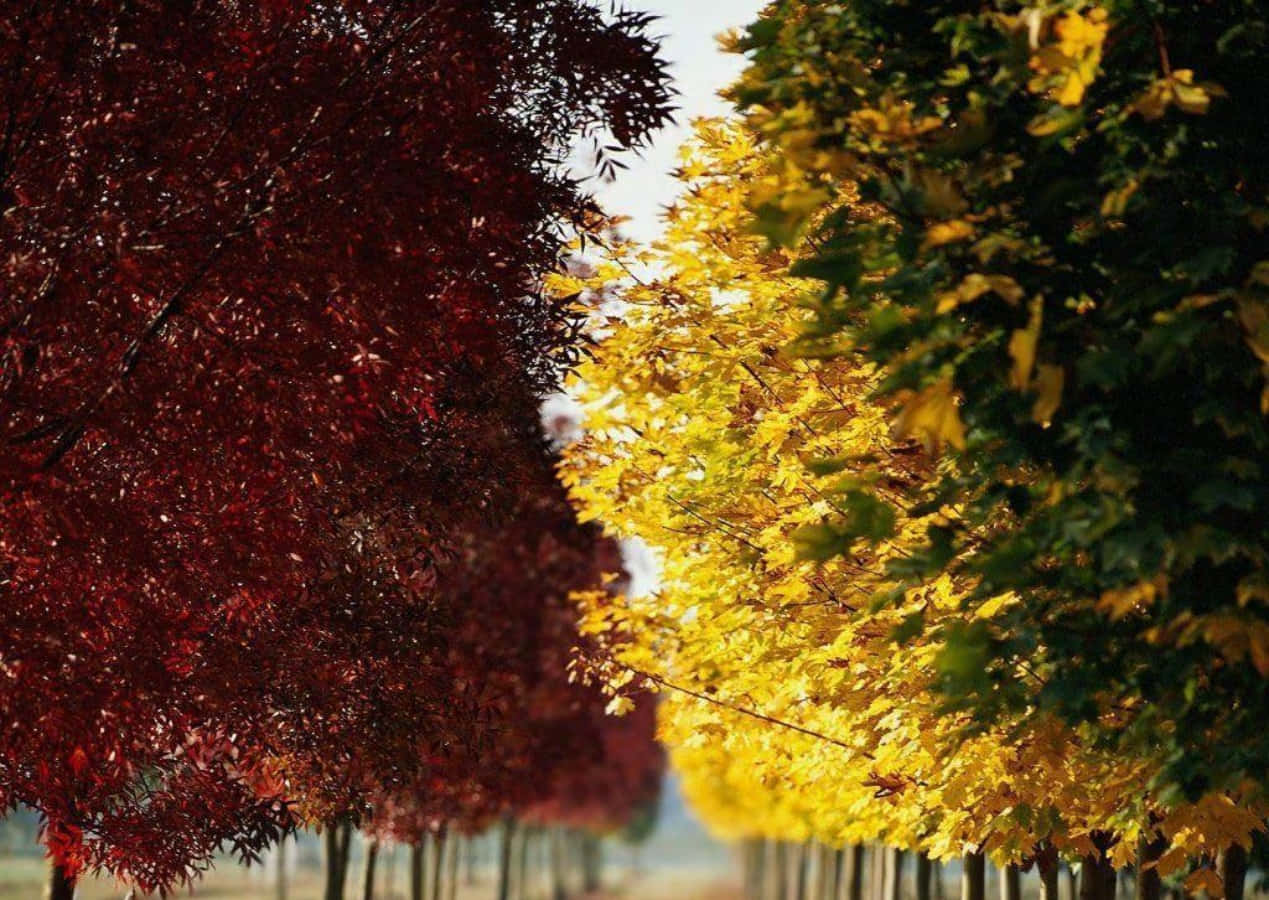 在晴朗的天空下，兩旁有紅色和黃色樹木的風景如畫的秋天步道。